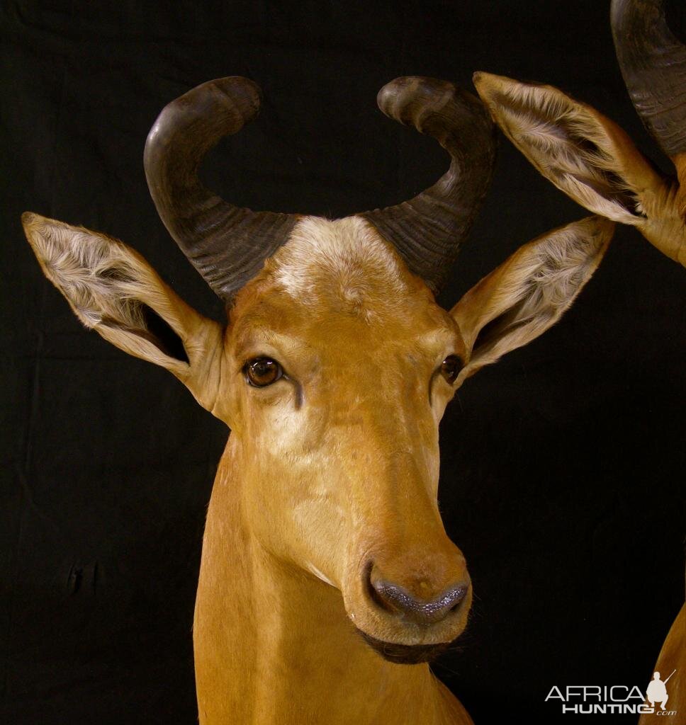 Hartebeest Taxidermy Mount