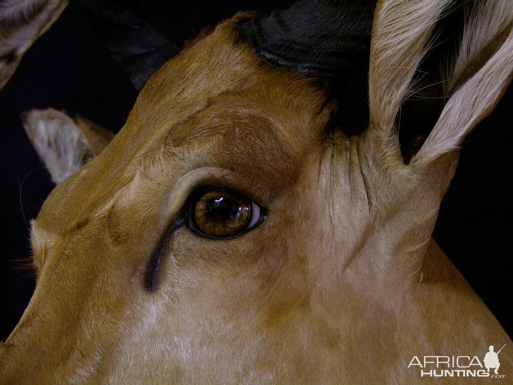 Hartebeest Taxidermy Mount