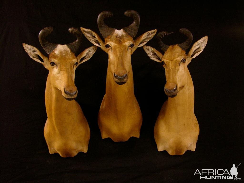 Hartebeest Taxidermy Mount