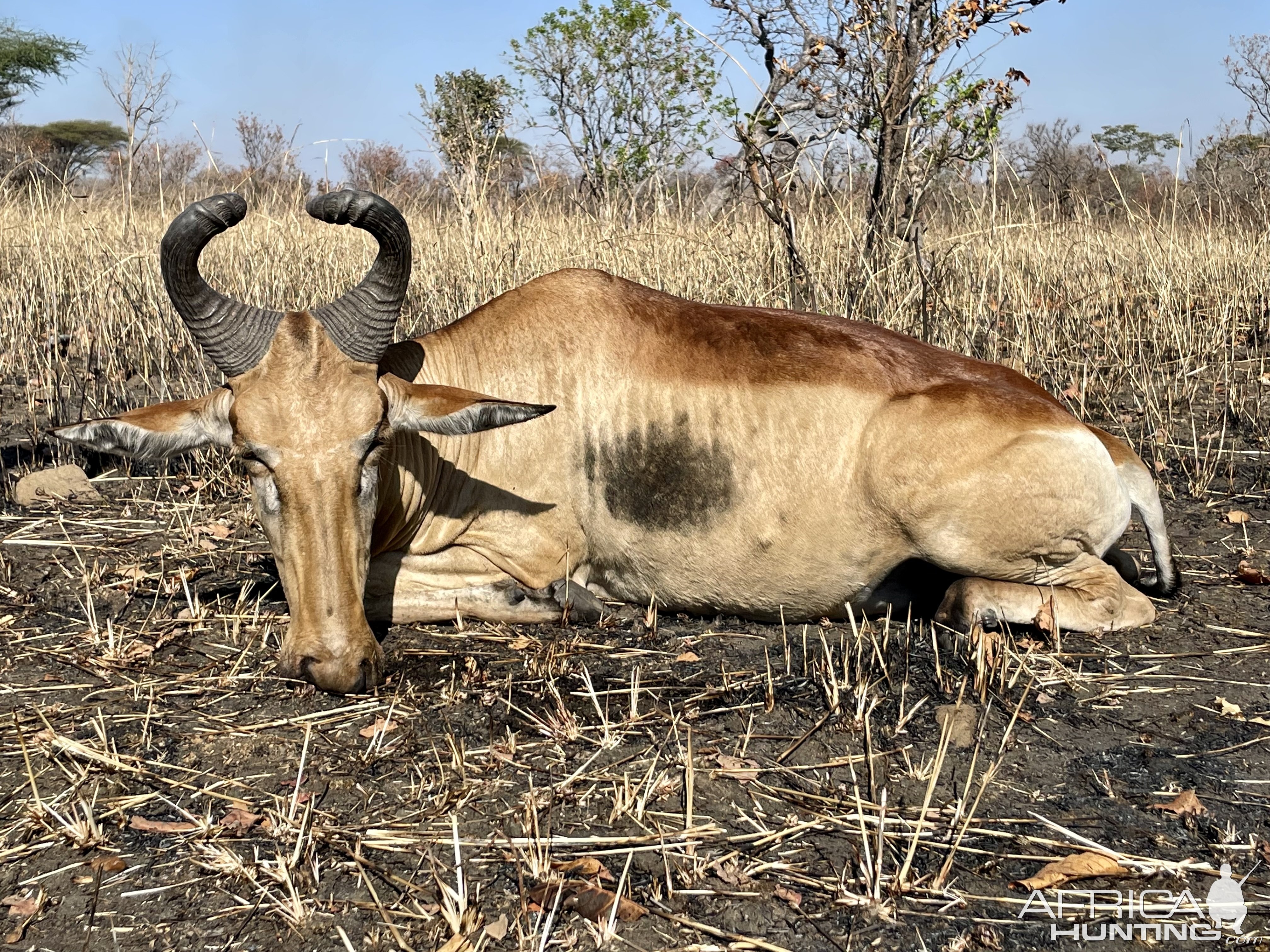 Hartebeest