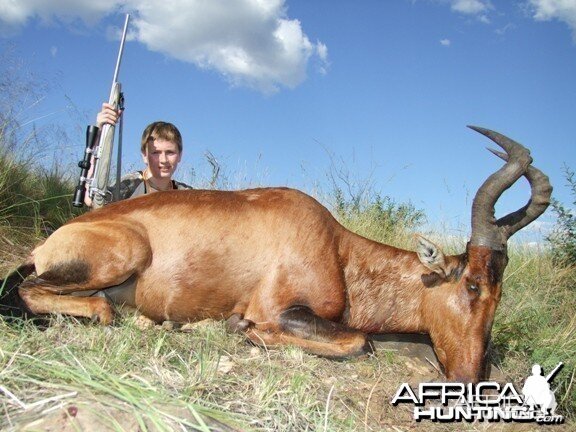 Hartebeest