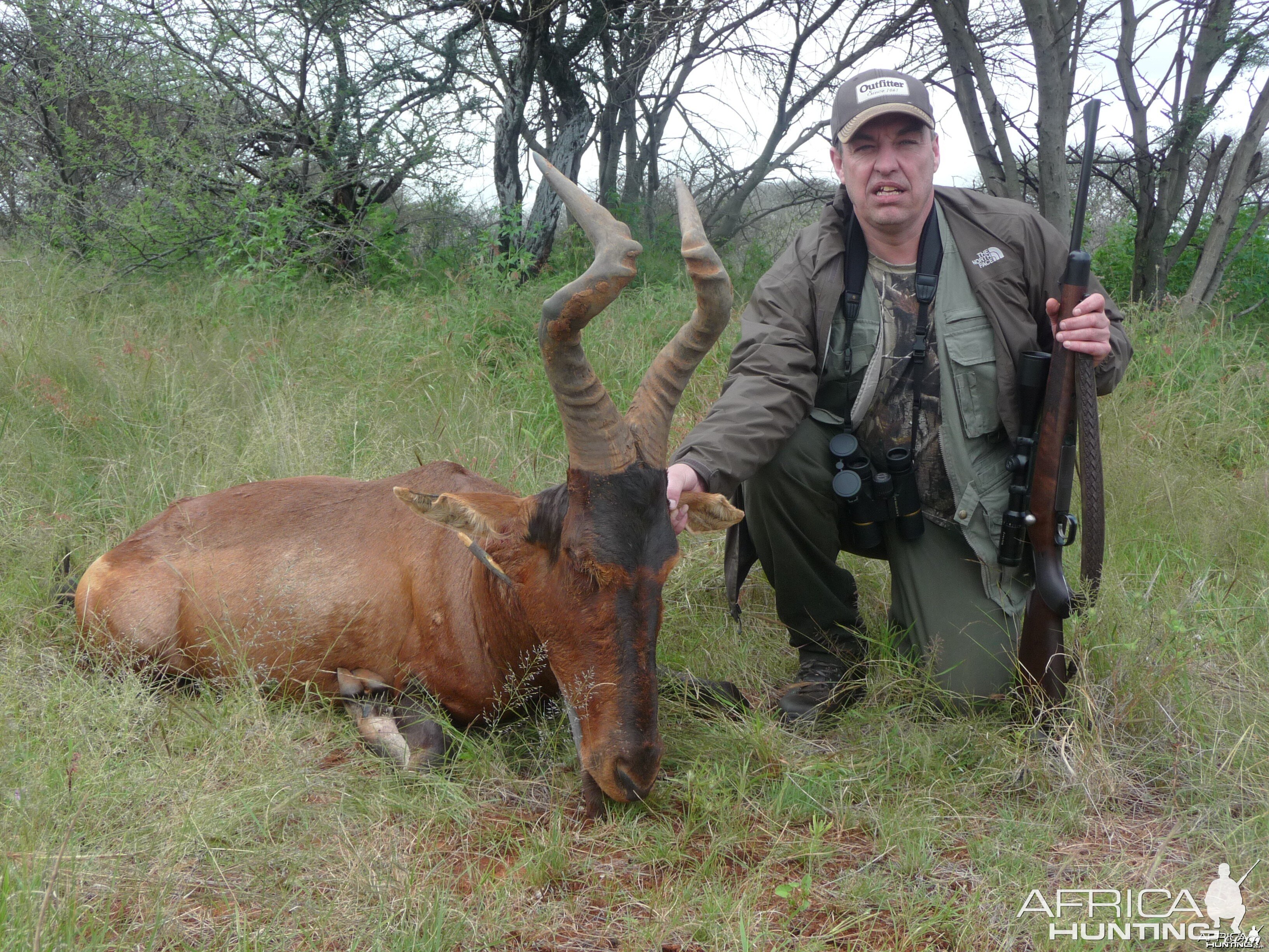 Hartebeest