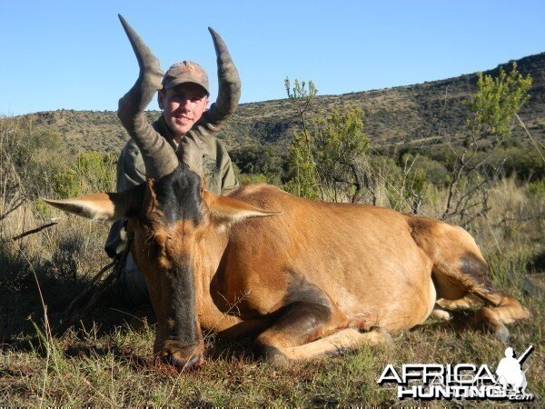 Hartebeest