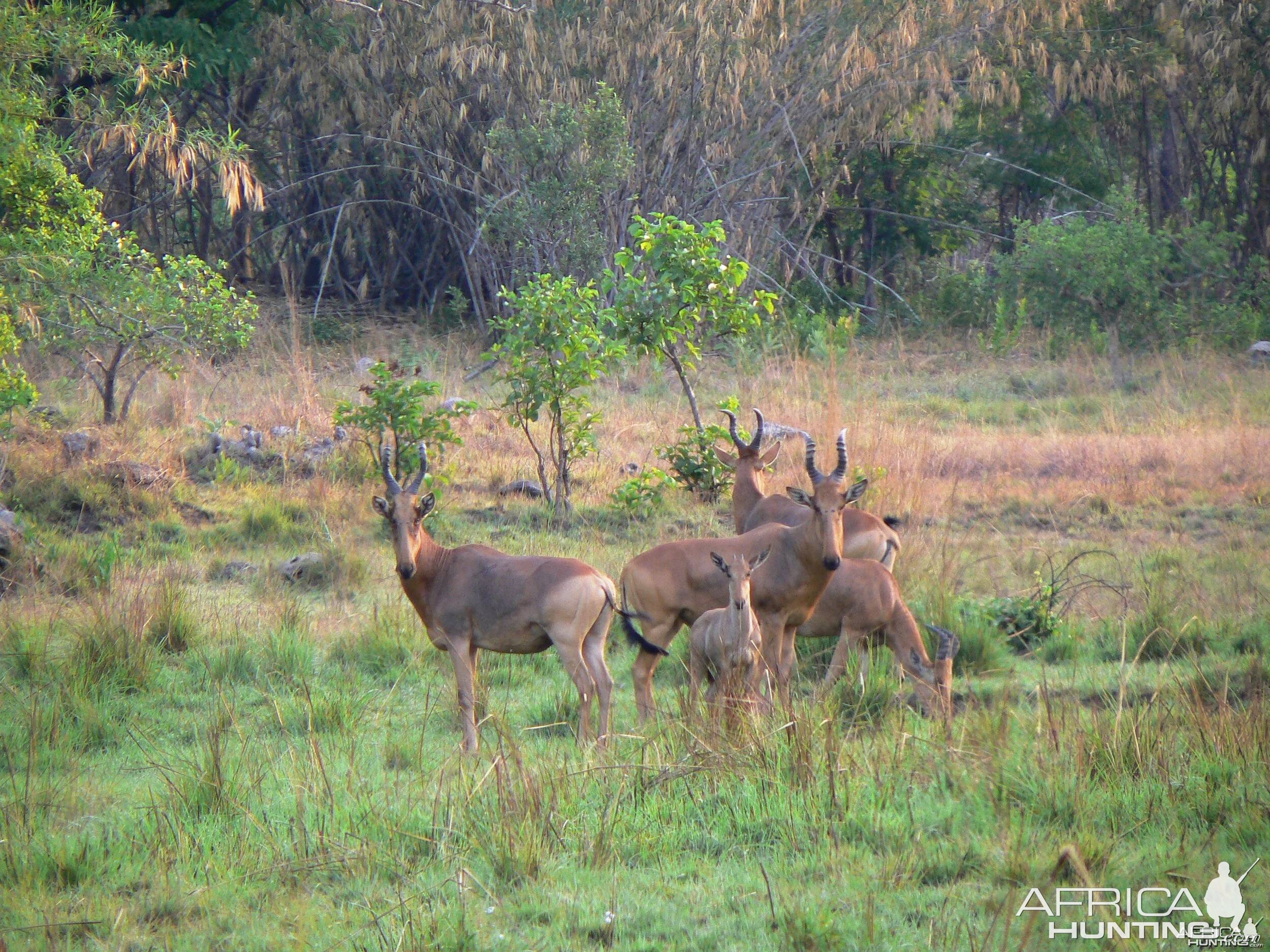 Hartebeest