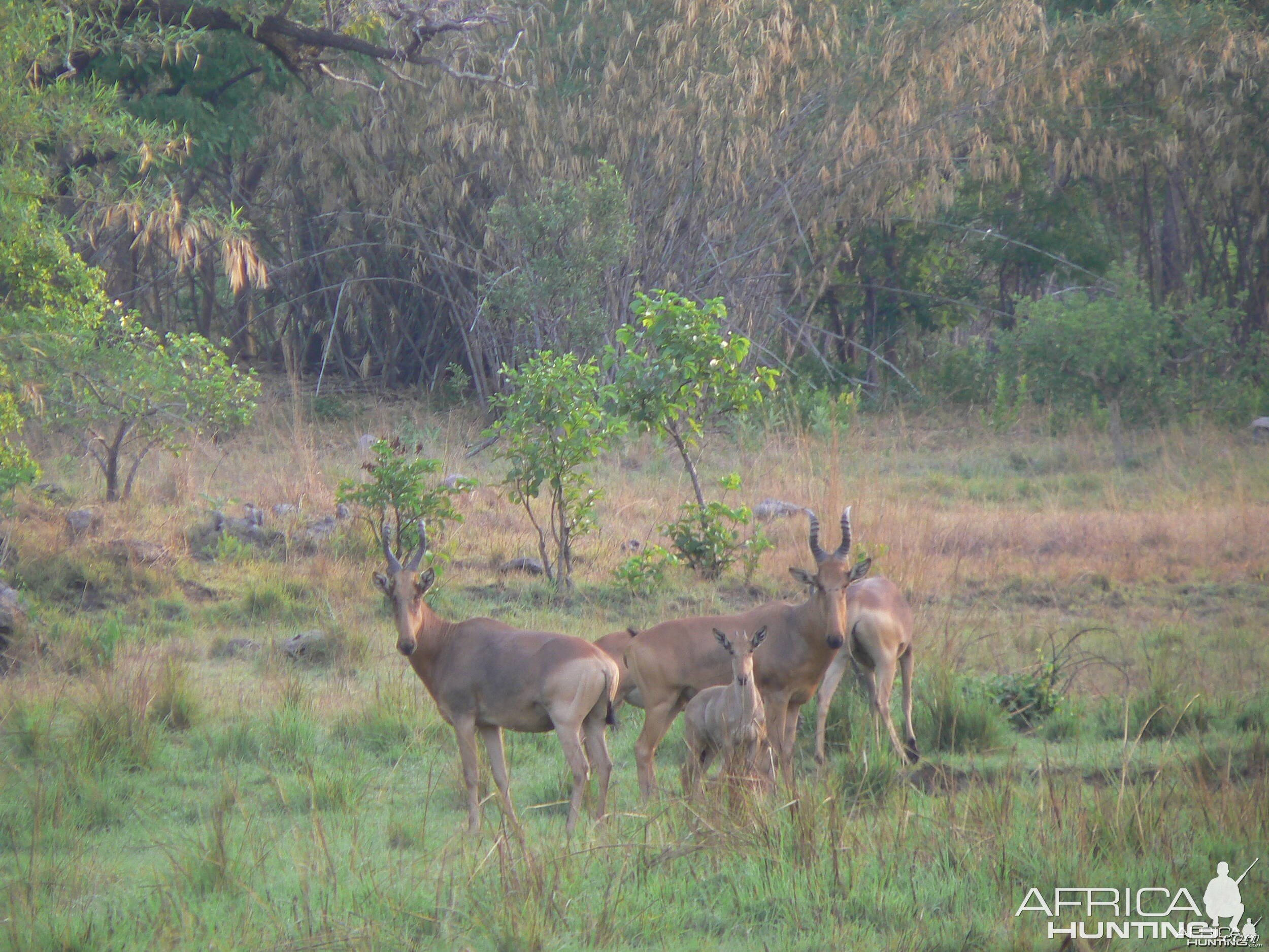 Hartebeest