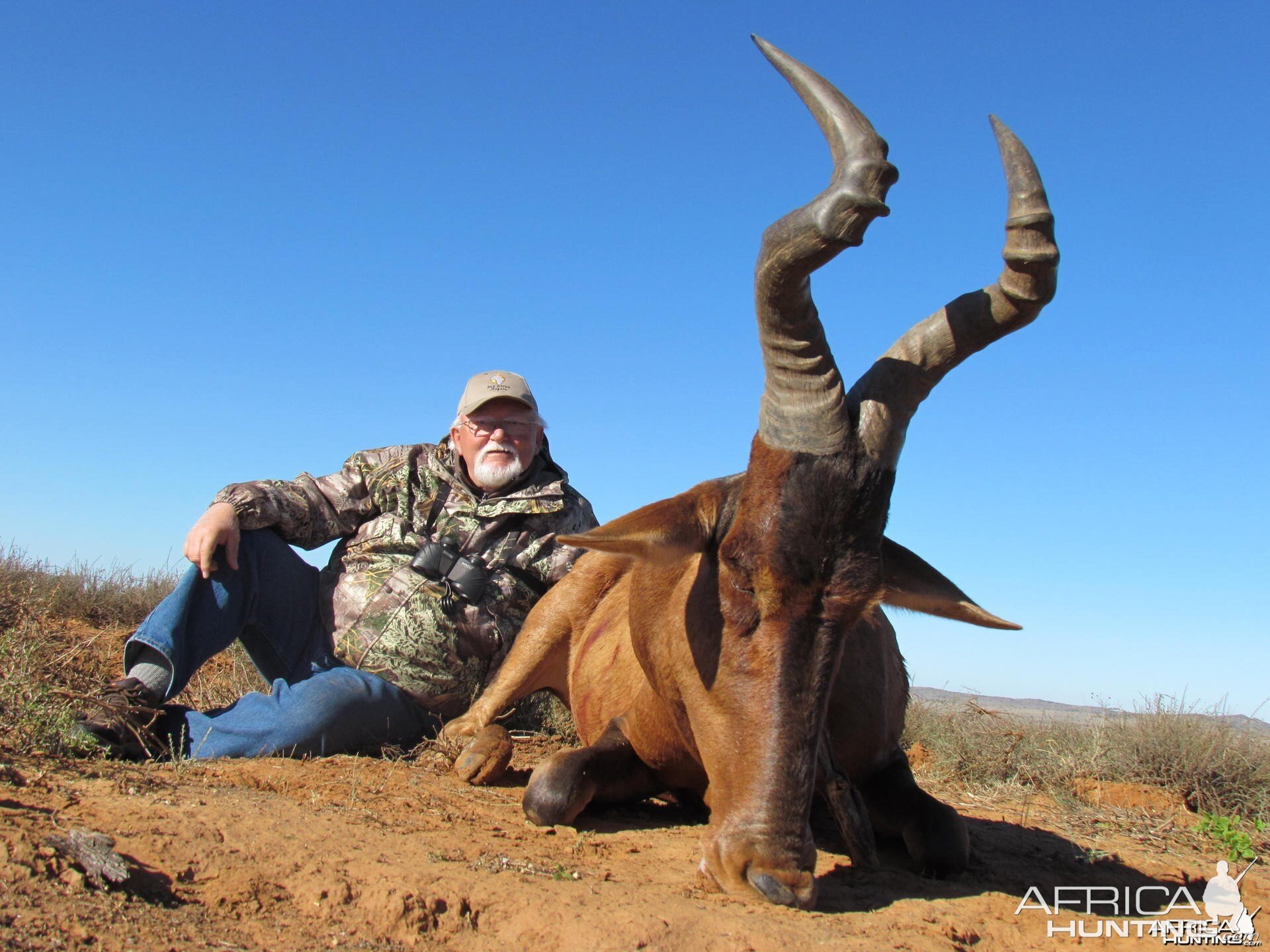 Hartebeest