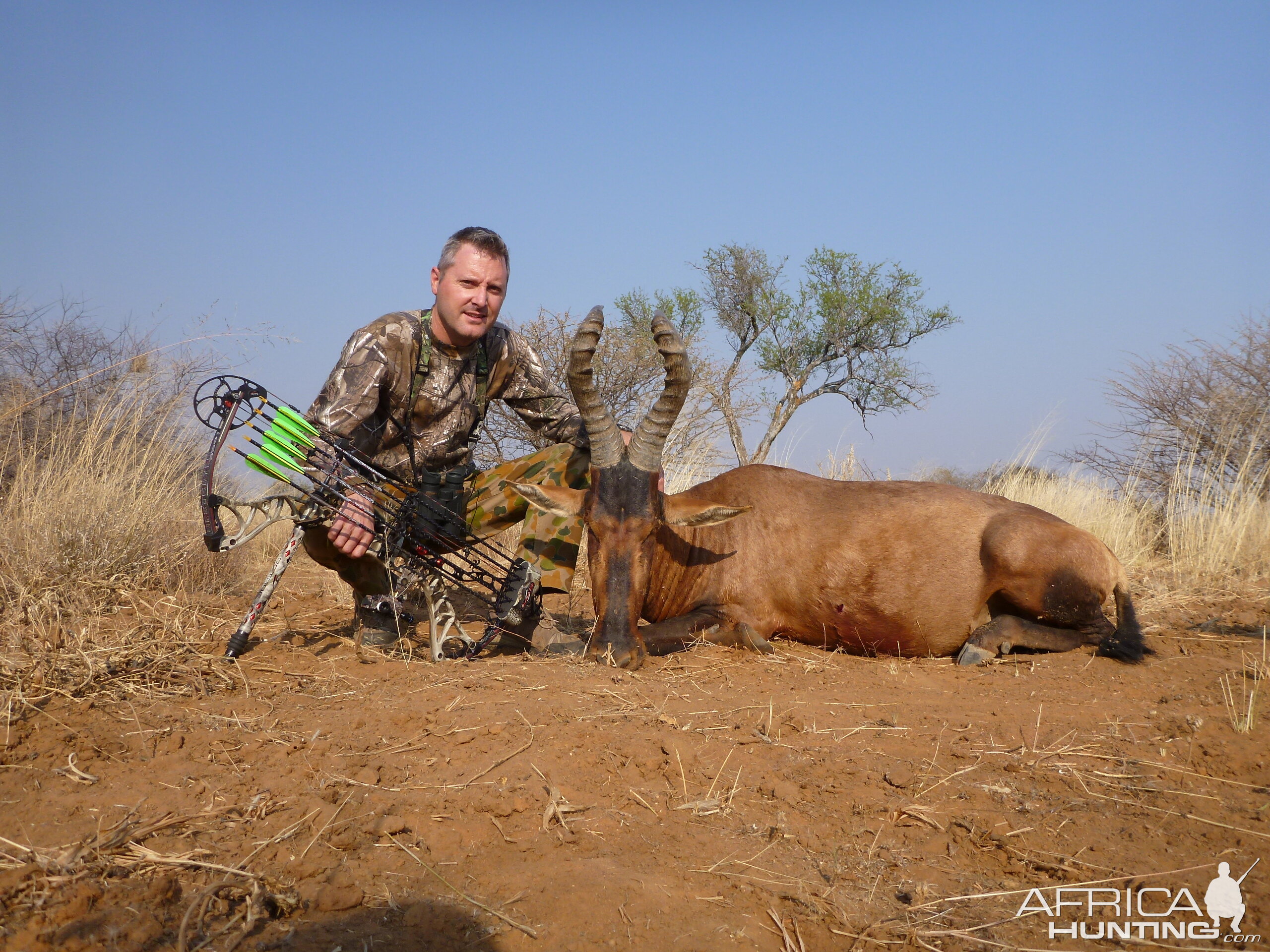 Hartebeest