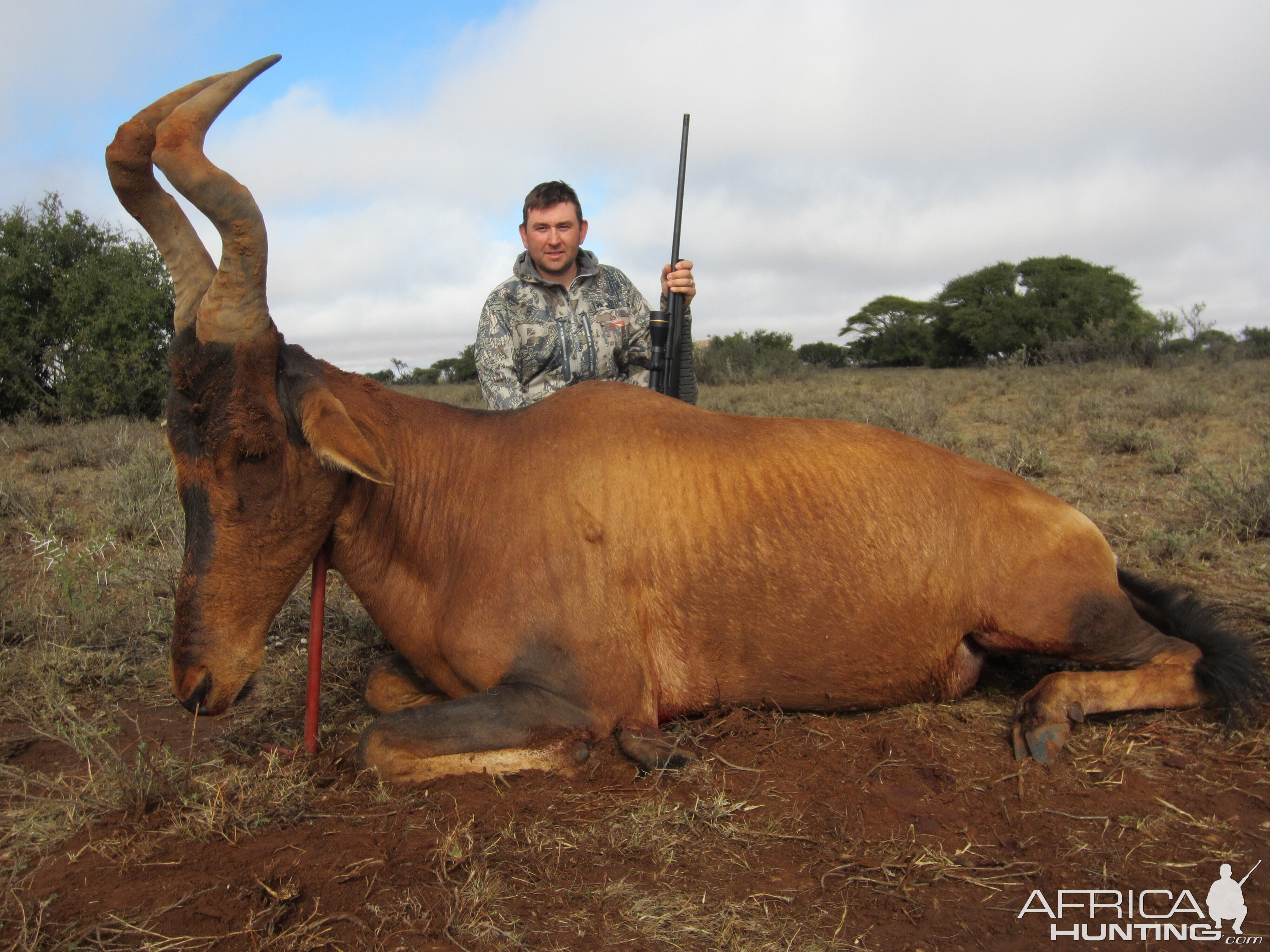 Hartebeest