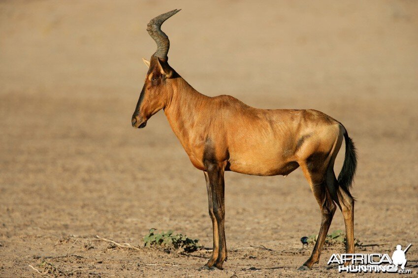 Hartebeest