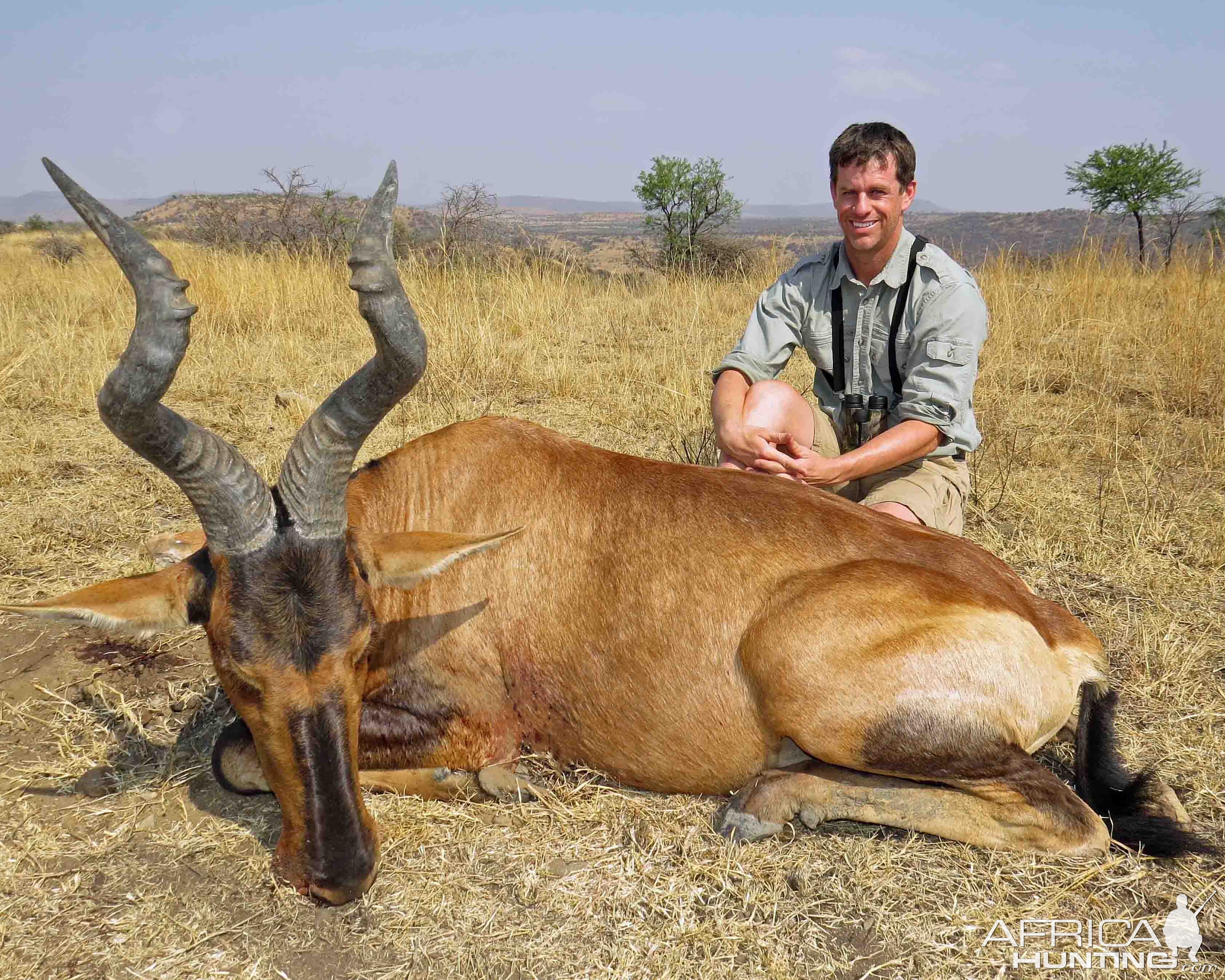 Hartebeest