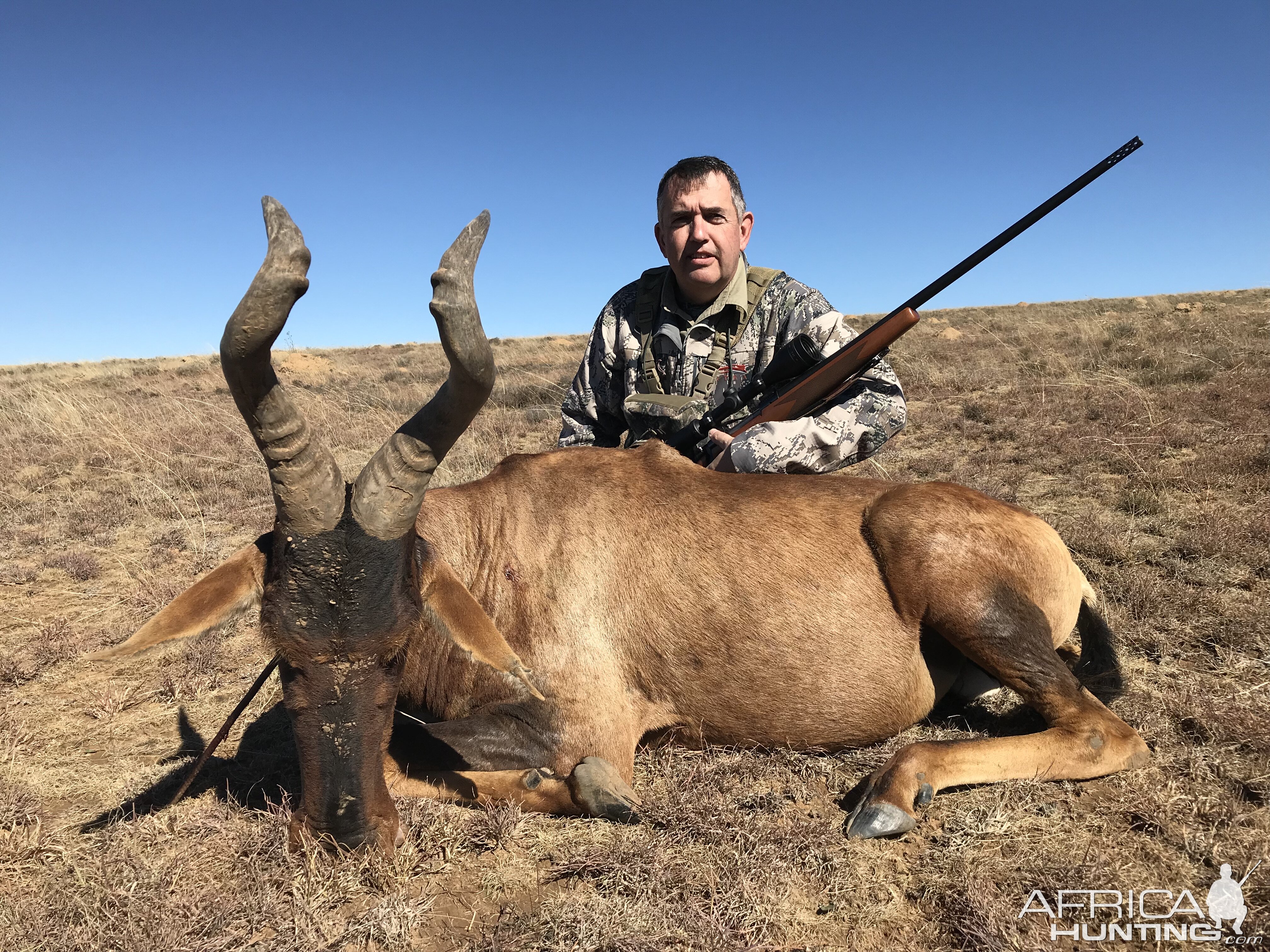 Hartebeest