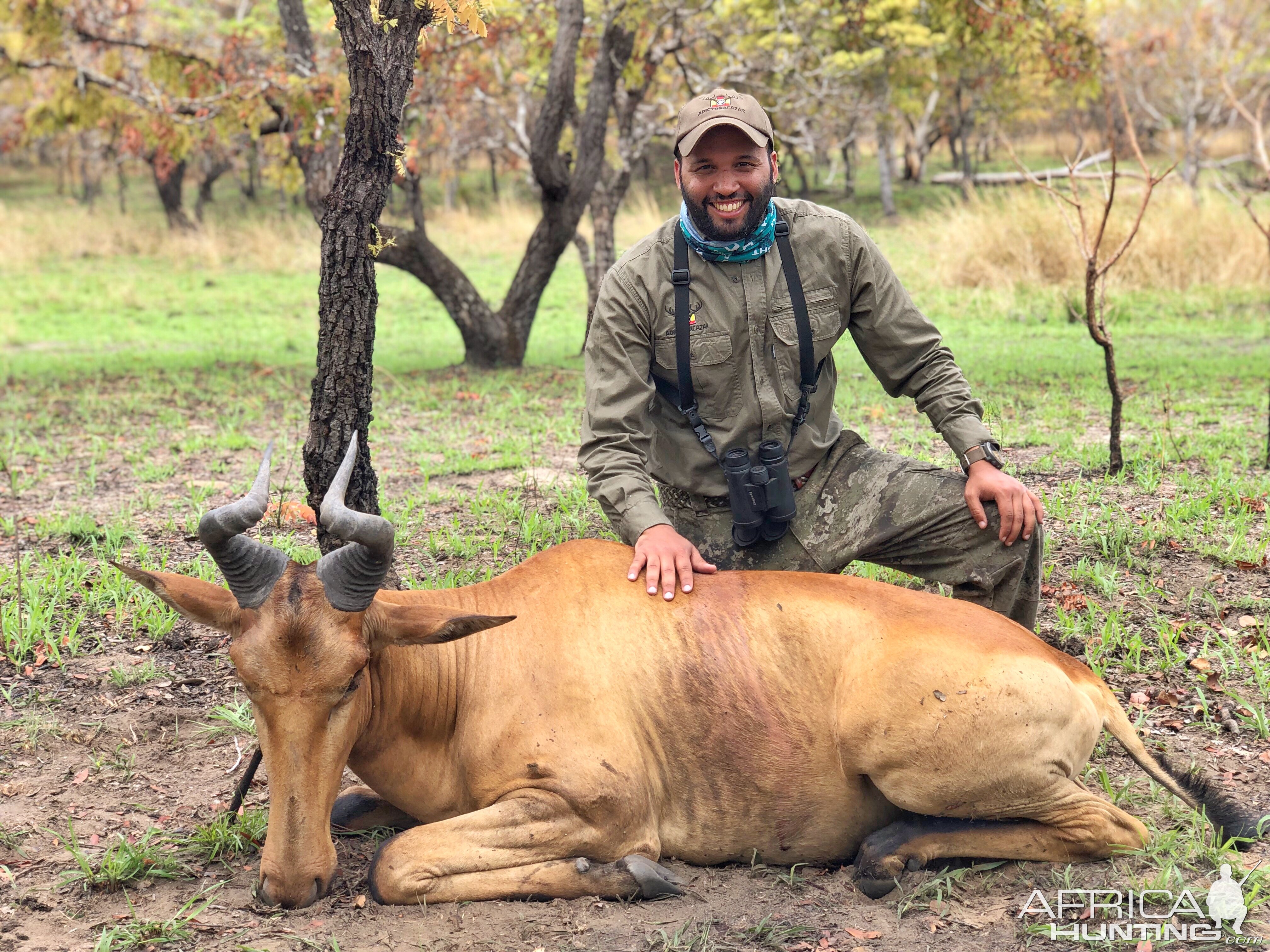 Hartebeest