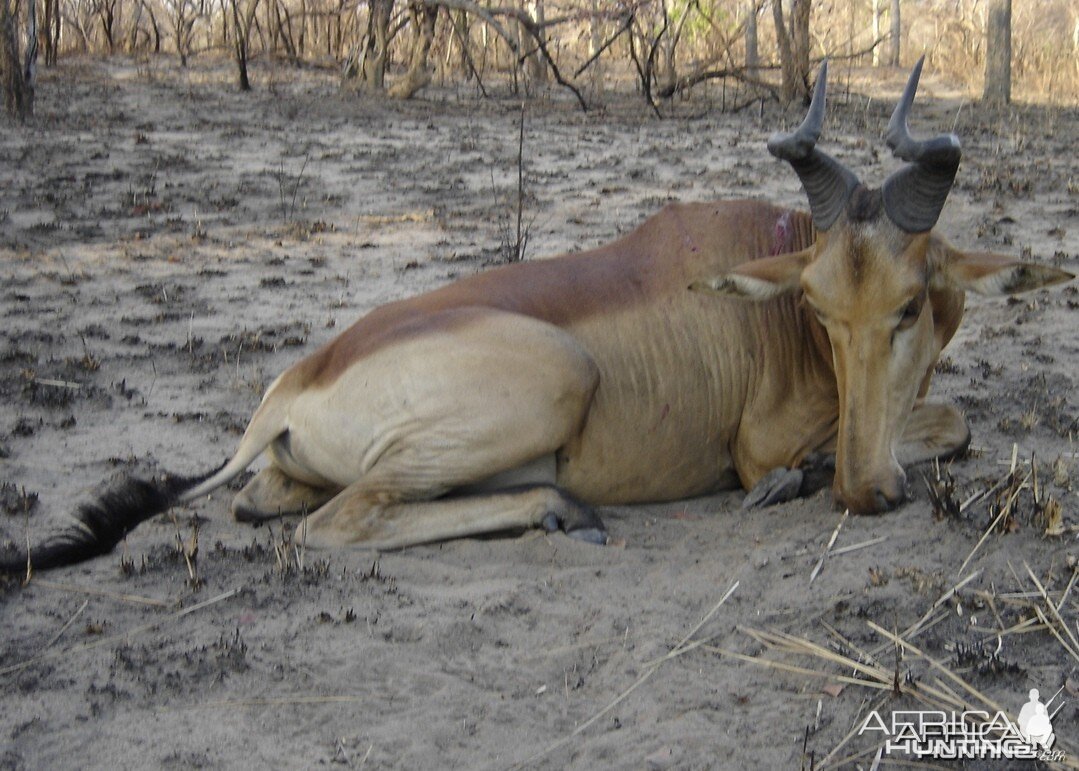 Hartebeest