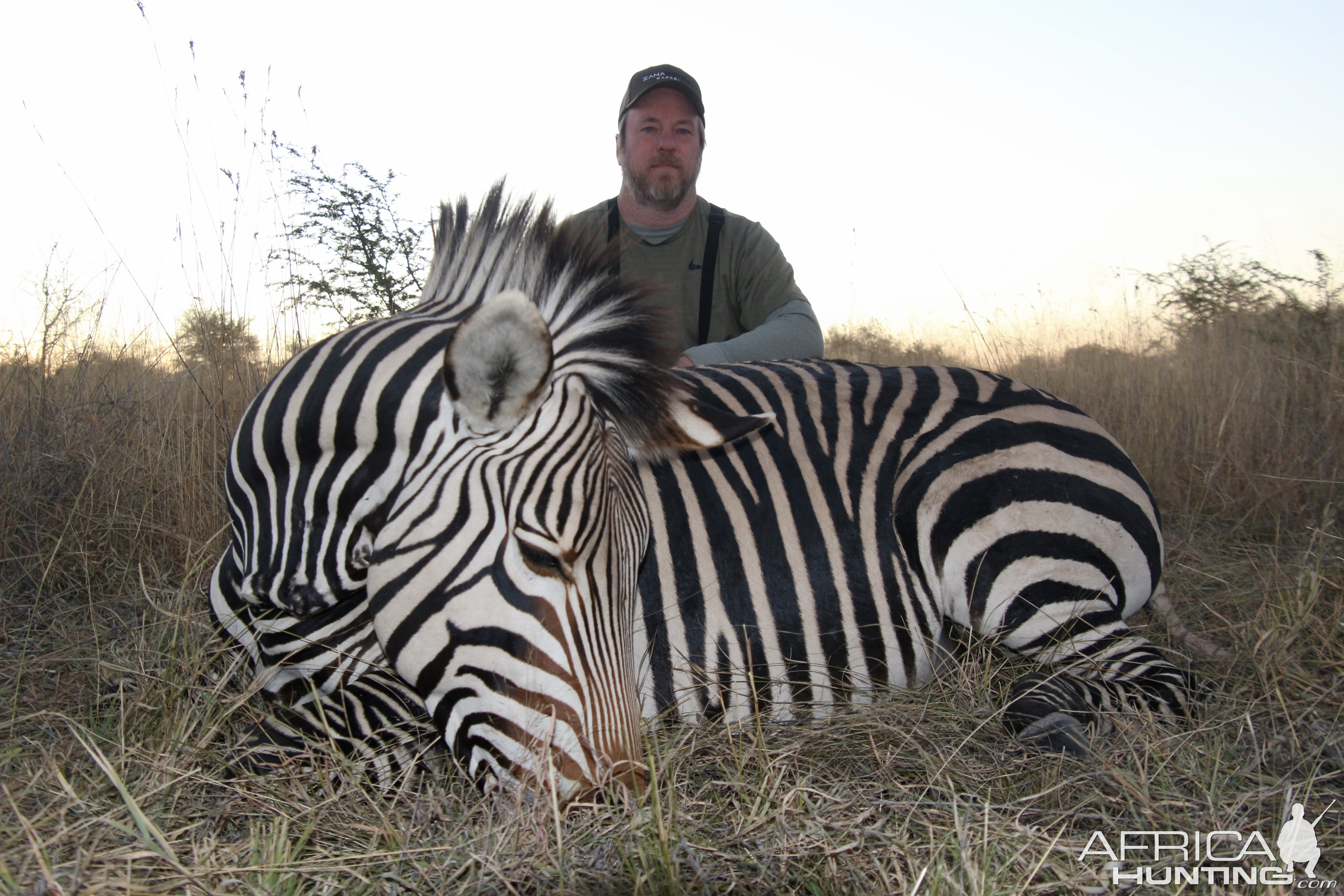 Hartman Zebra Hunt Namibia