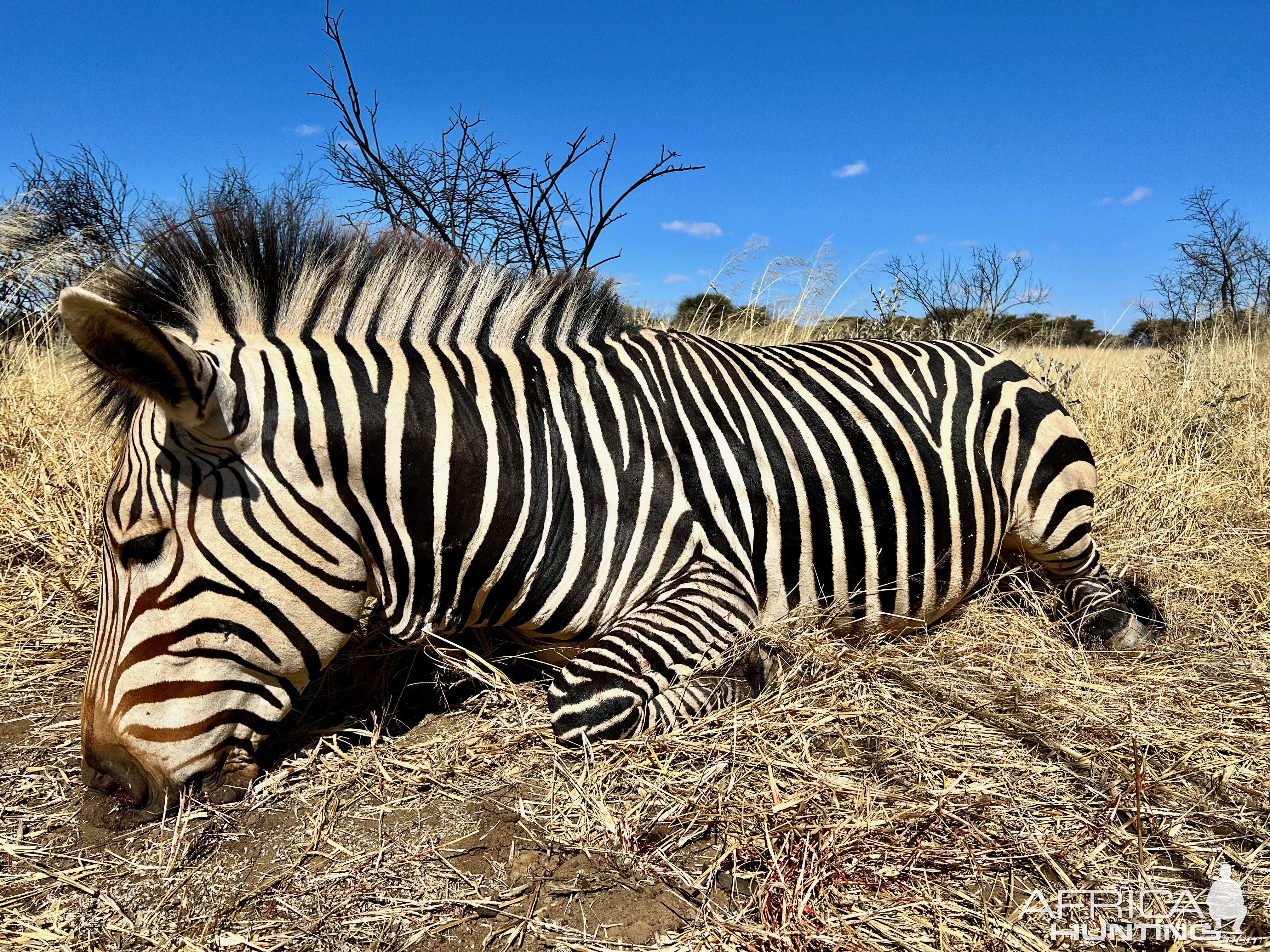 Hartmann Zebra with Zana Botes Safari