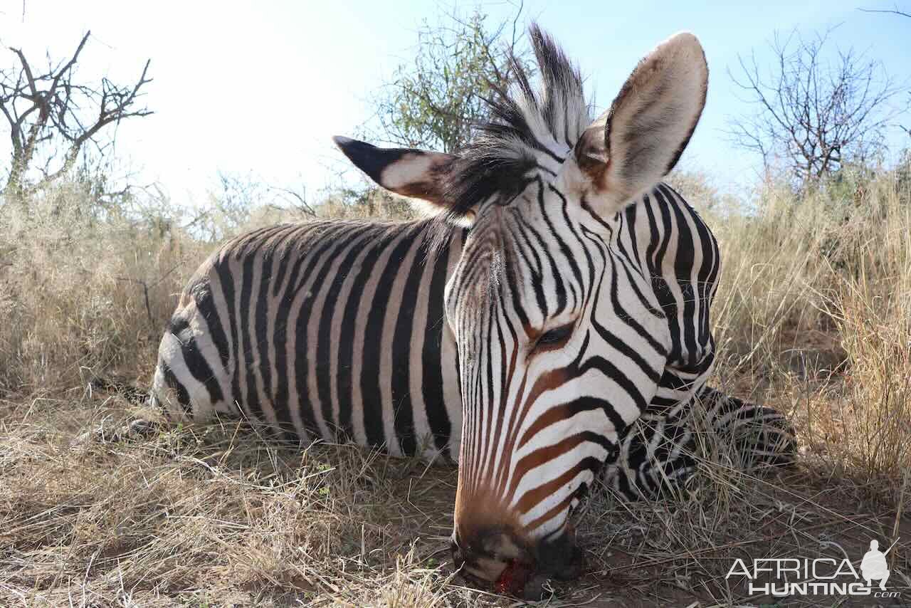 Hartmann Zebra with Zana Botes Safari