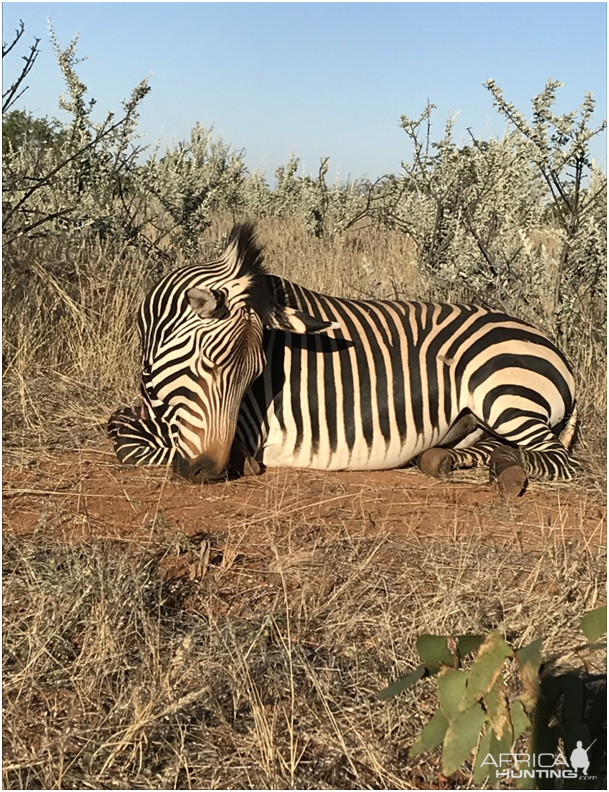 Hartmann's Mountain Zebra Bow Hunting Namibia