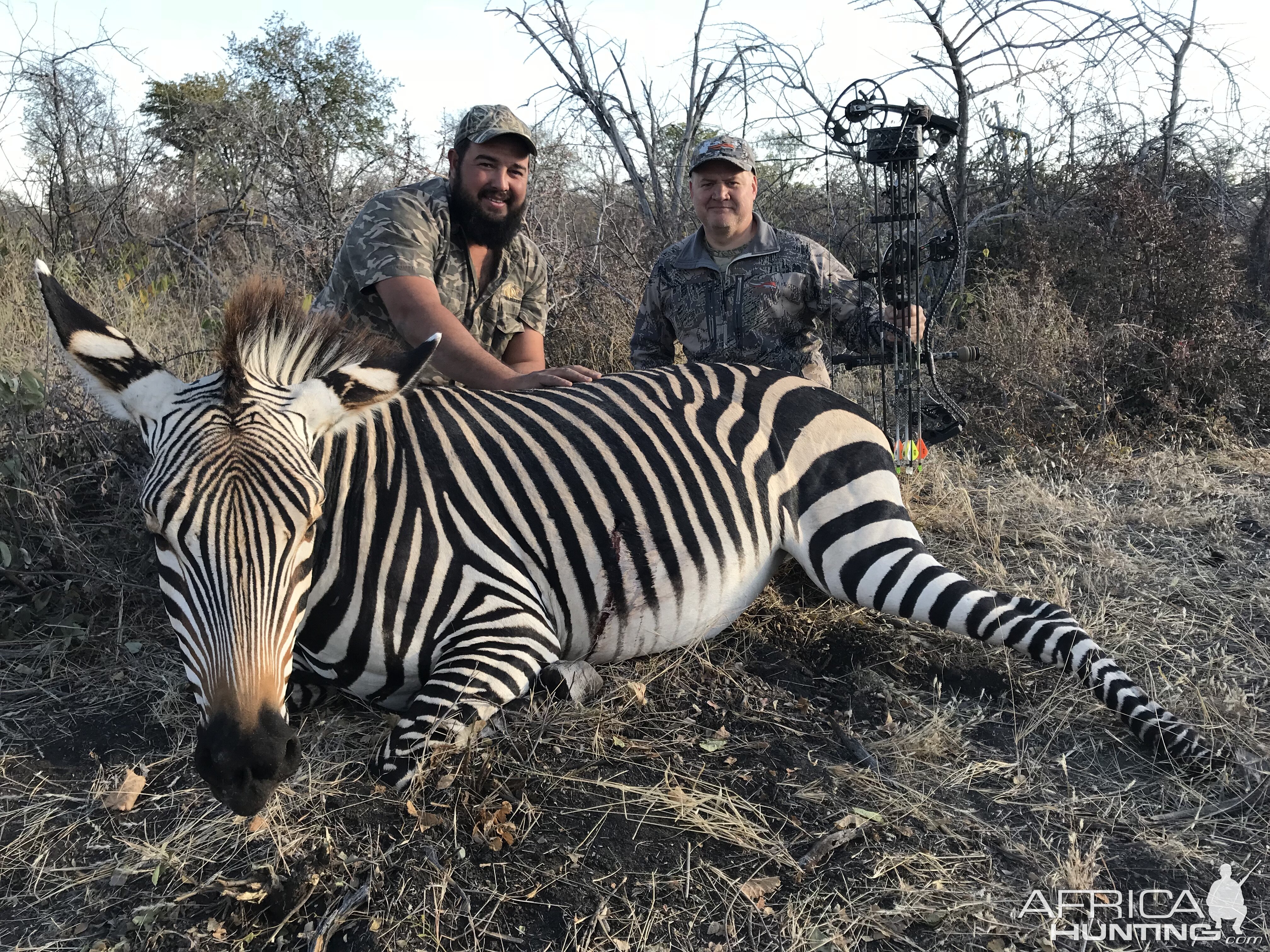 Hartmann's Mountain Zebra Bow Hunting Namibia