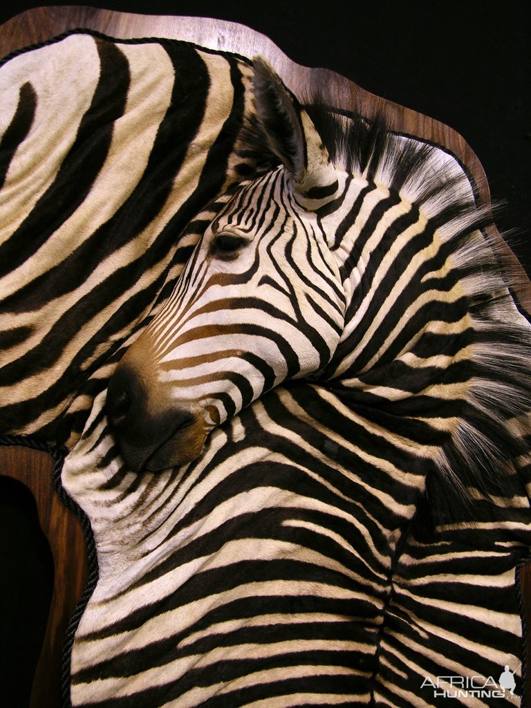 Hartmann's Mountain Zebra Damaske Taxidermy