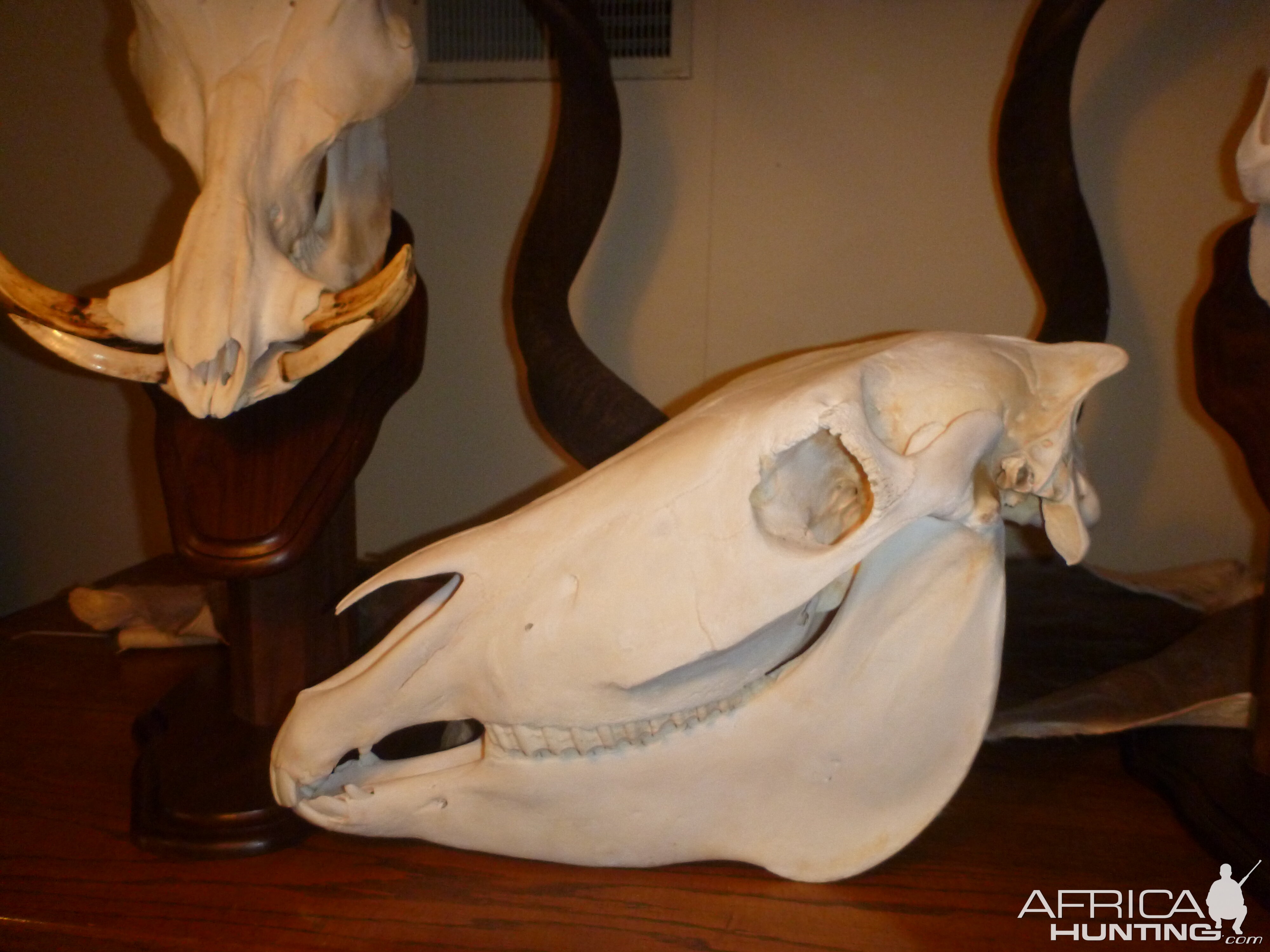 Hartmann's Mountain Zebra European Skull Mount