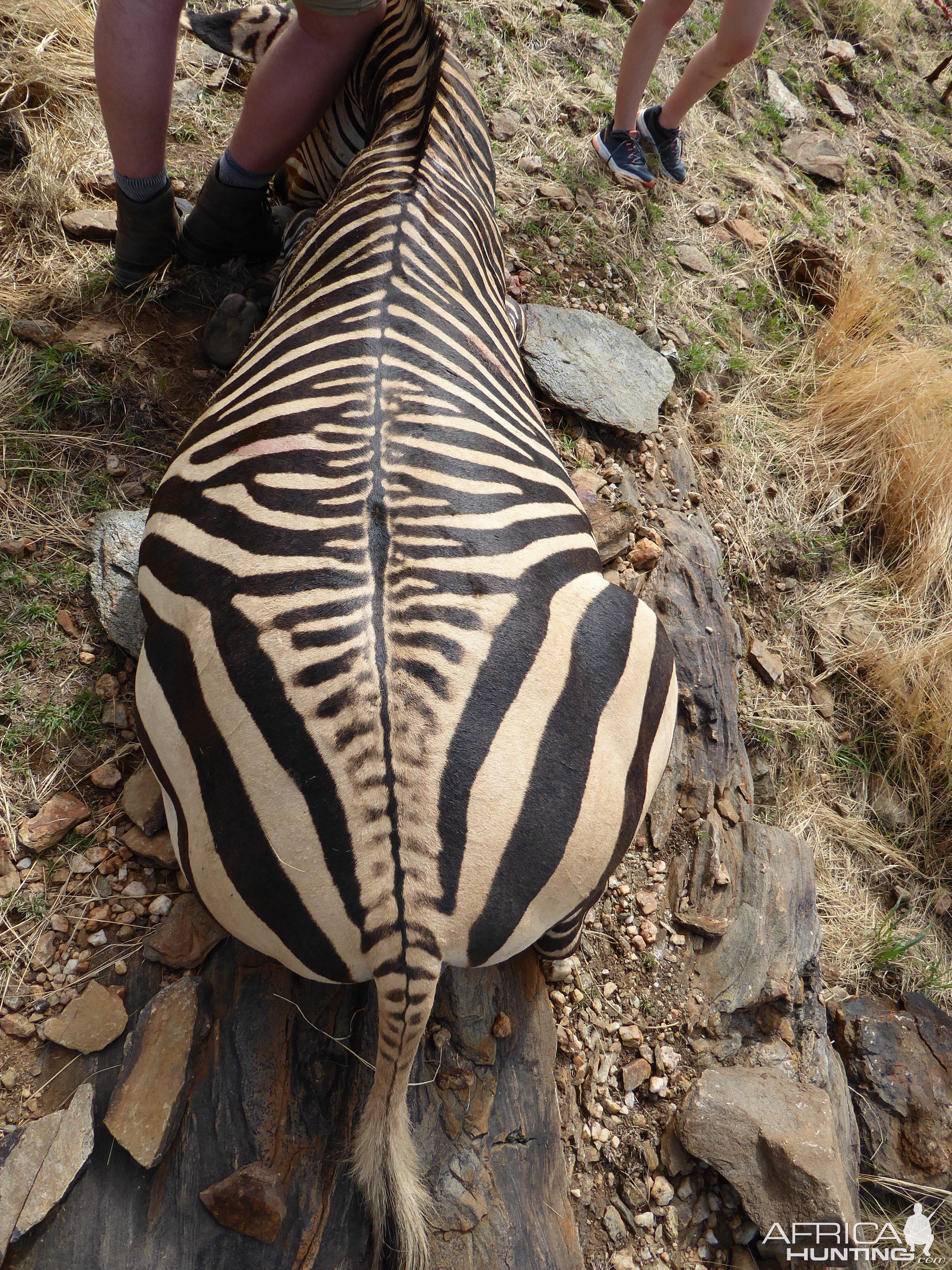 Hartmann's Mountain Zebra Hunt in Namibia