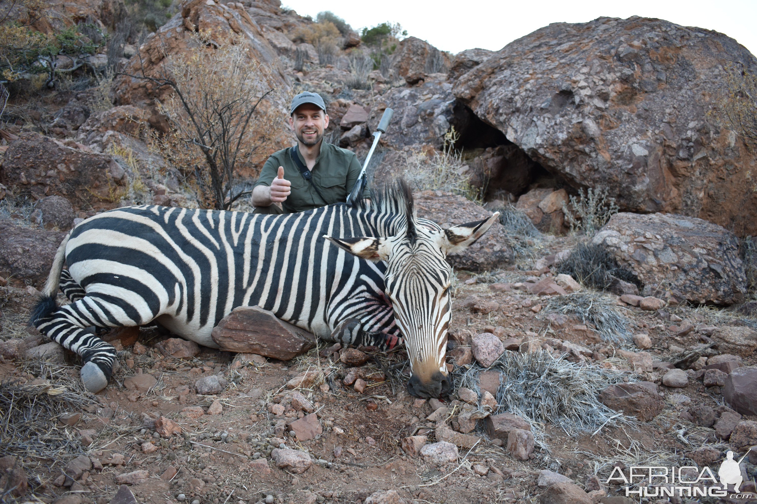 Hartmann's Mountain Zebra Hunt Namibia