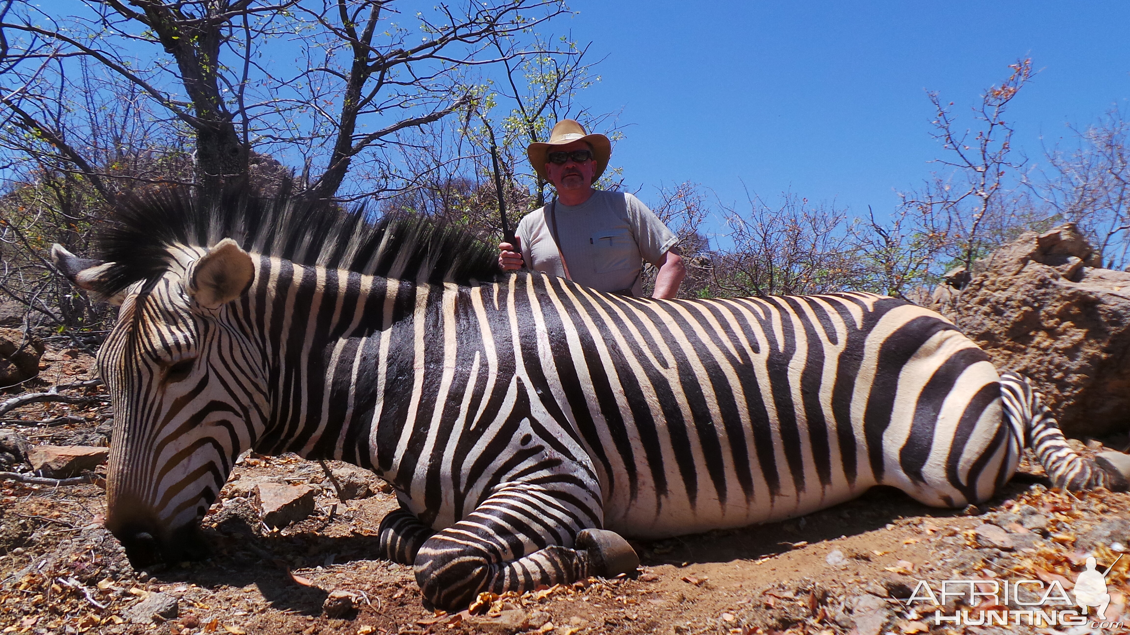 Hartmann's Mountain Zebra Hunt Namibia