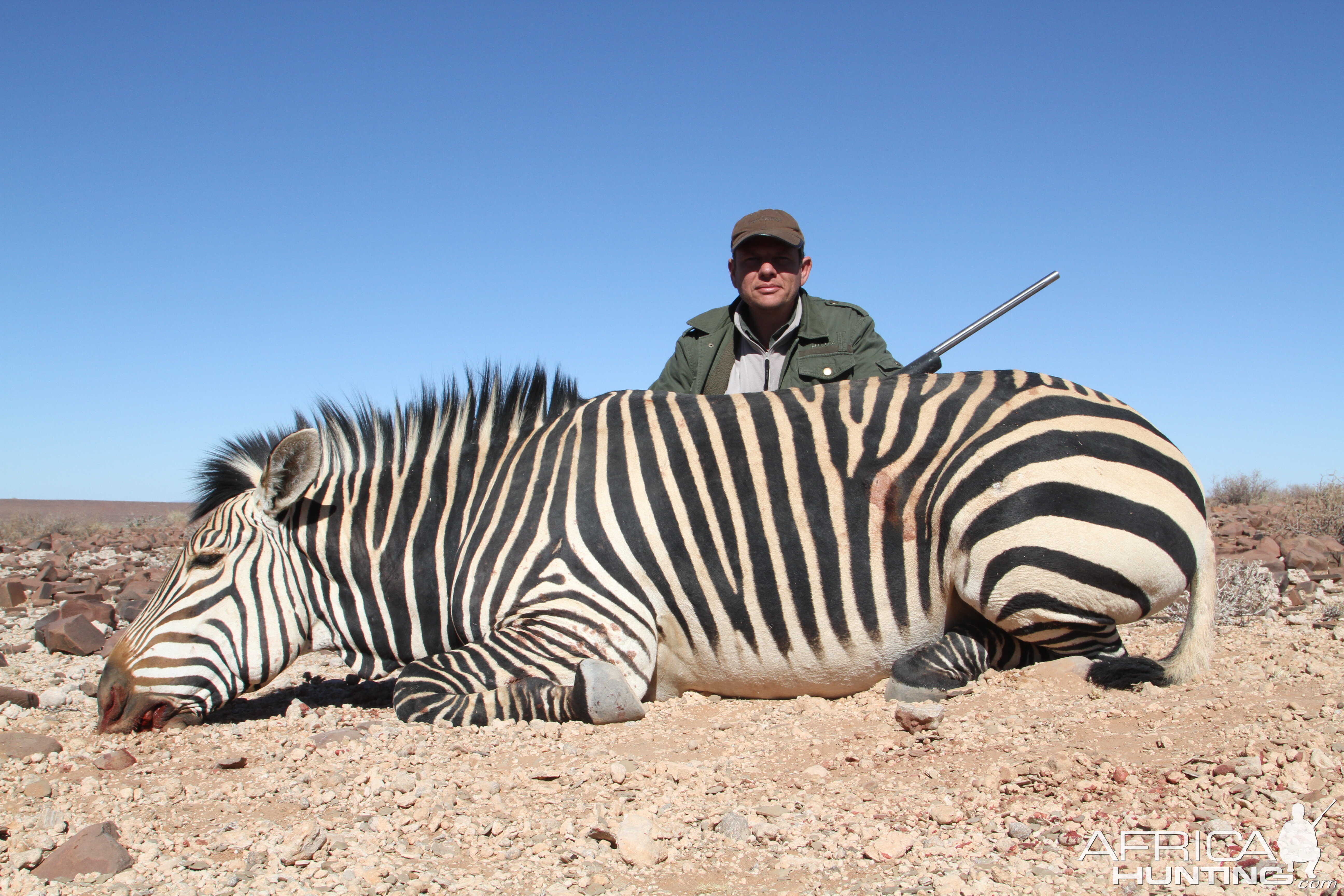 Hartmann's Mountain Zebra Hunt