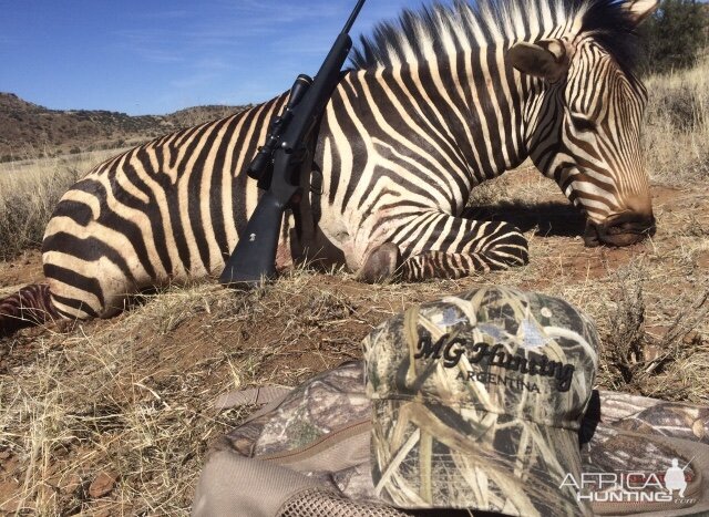 Hartmann's Mountain Zebra Hunting in South Africa