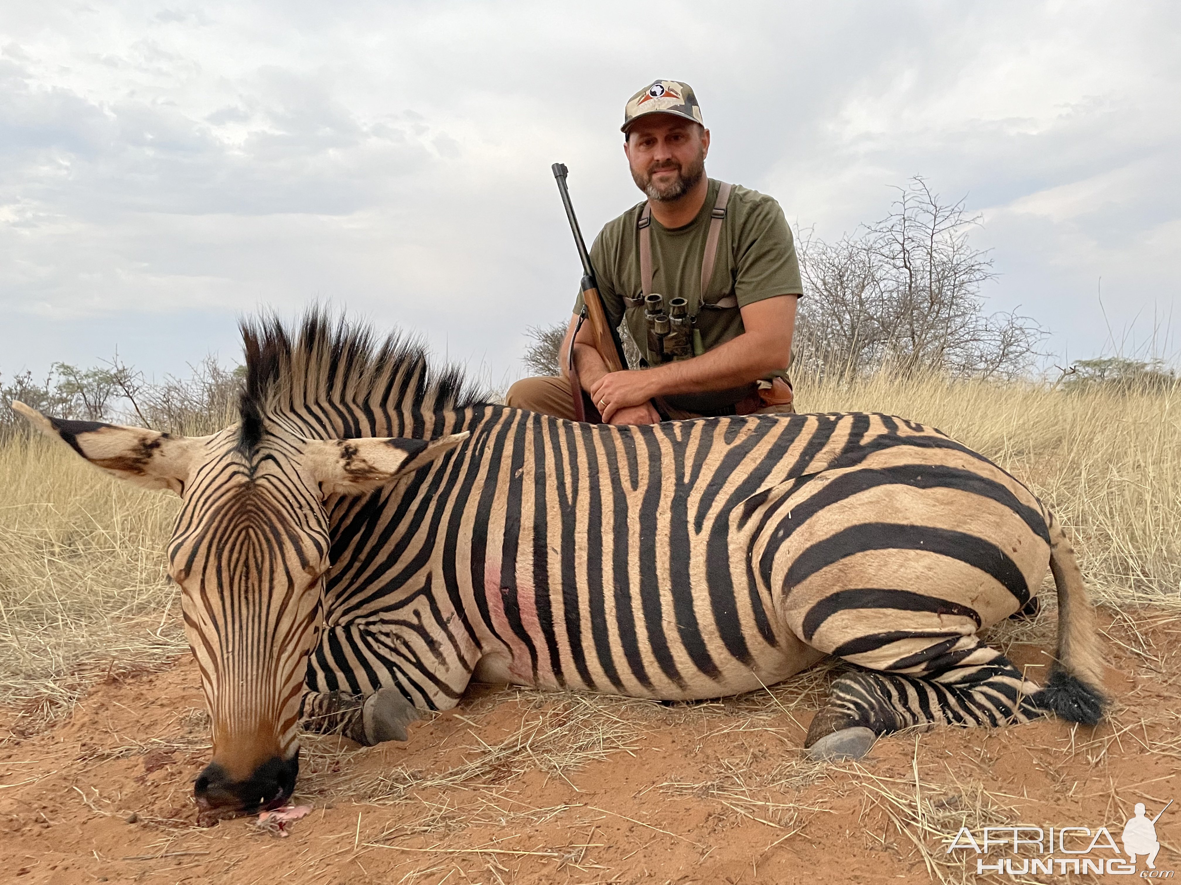 Hartmann's Mountain Zebra Hunting Namibia