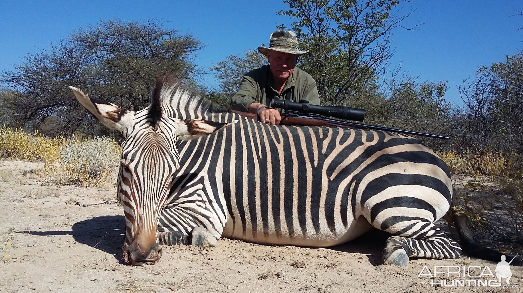 Hartmann's Mountain Zebra Hunting Namibia