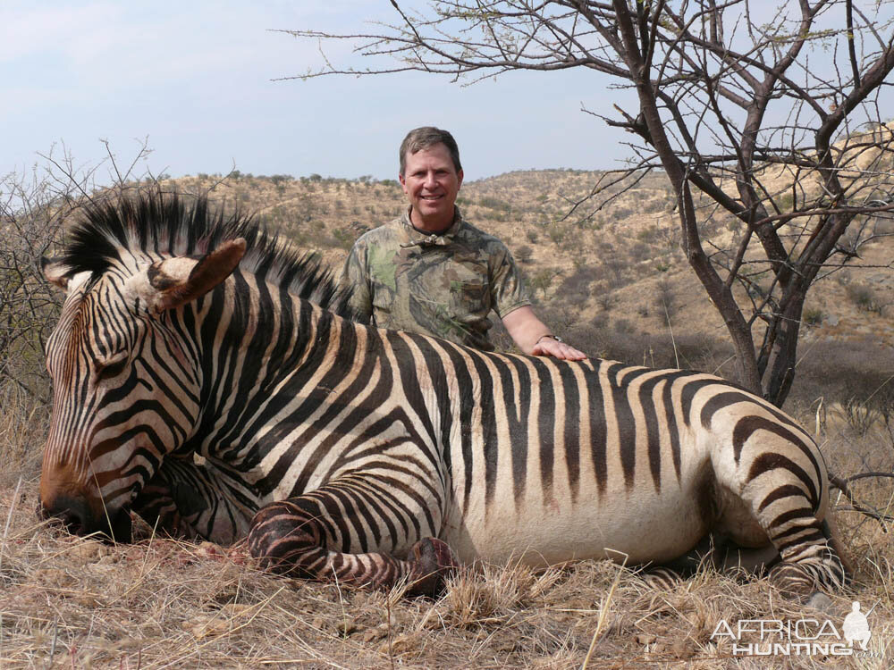 Hartmann's Mountain Zebra Hunting Namibia