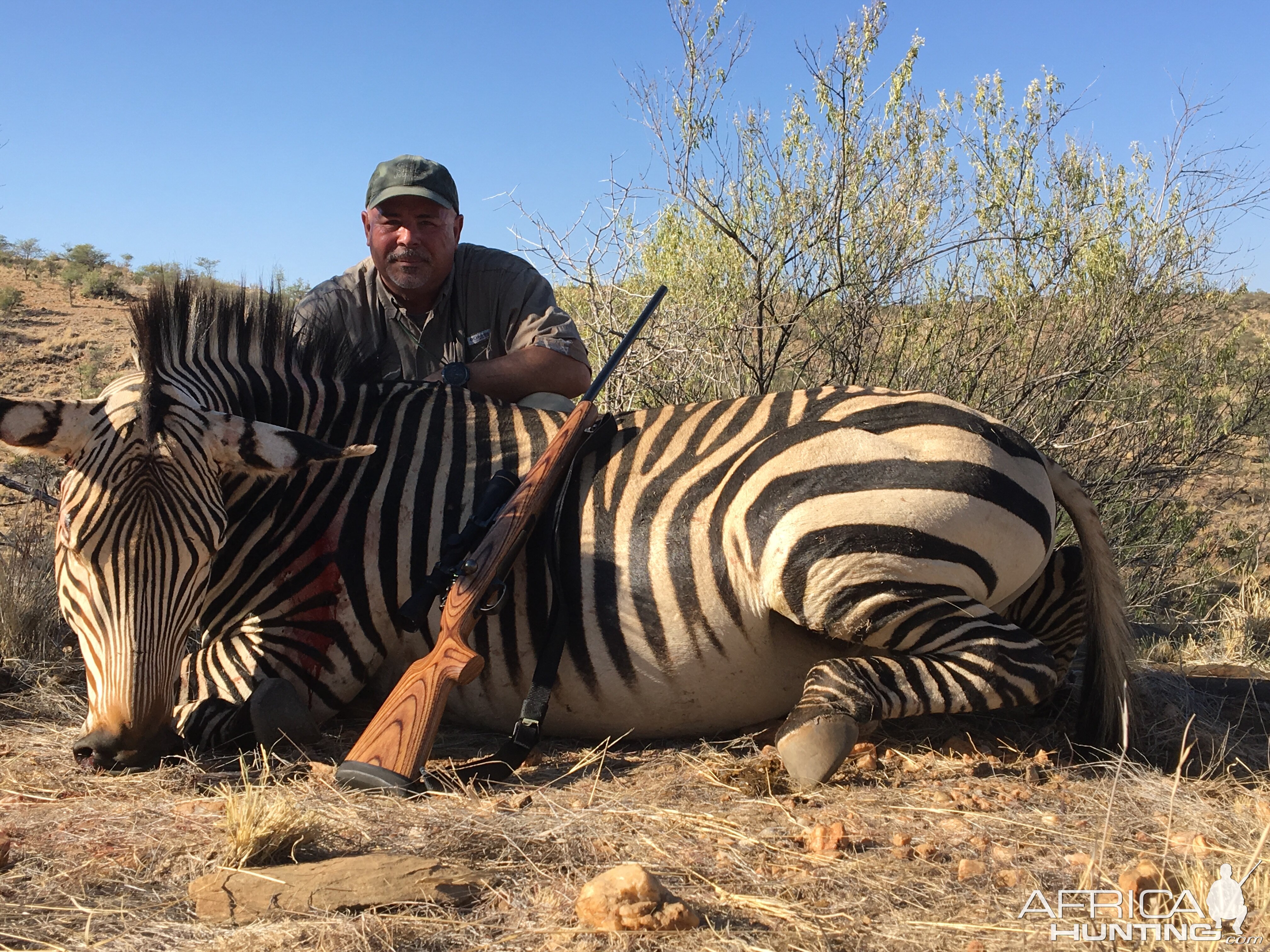 Hartmann's Mountain Zebra Hunting Namibia