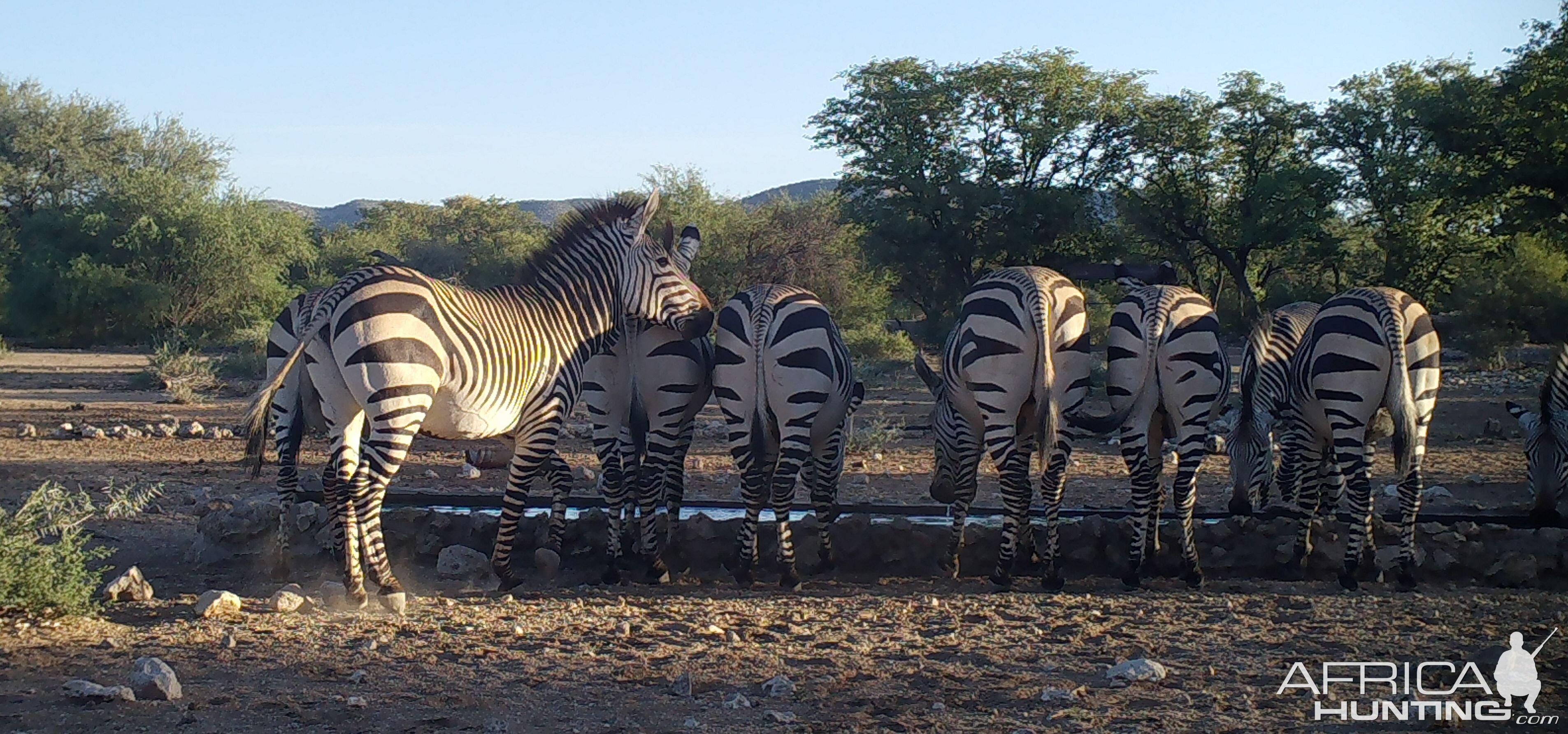 Hartmann's Mountain Zebra Namibia