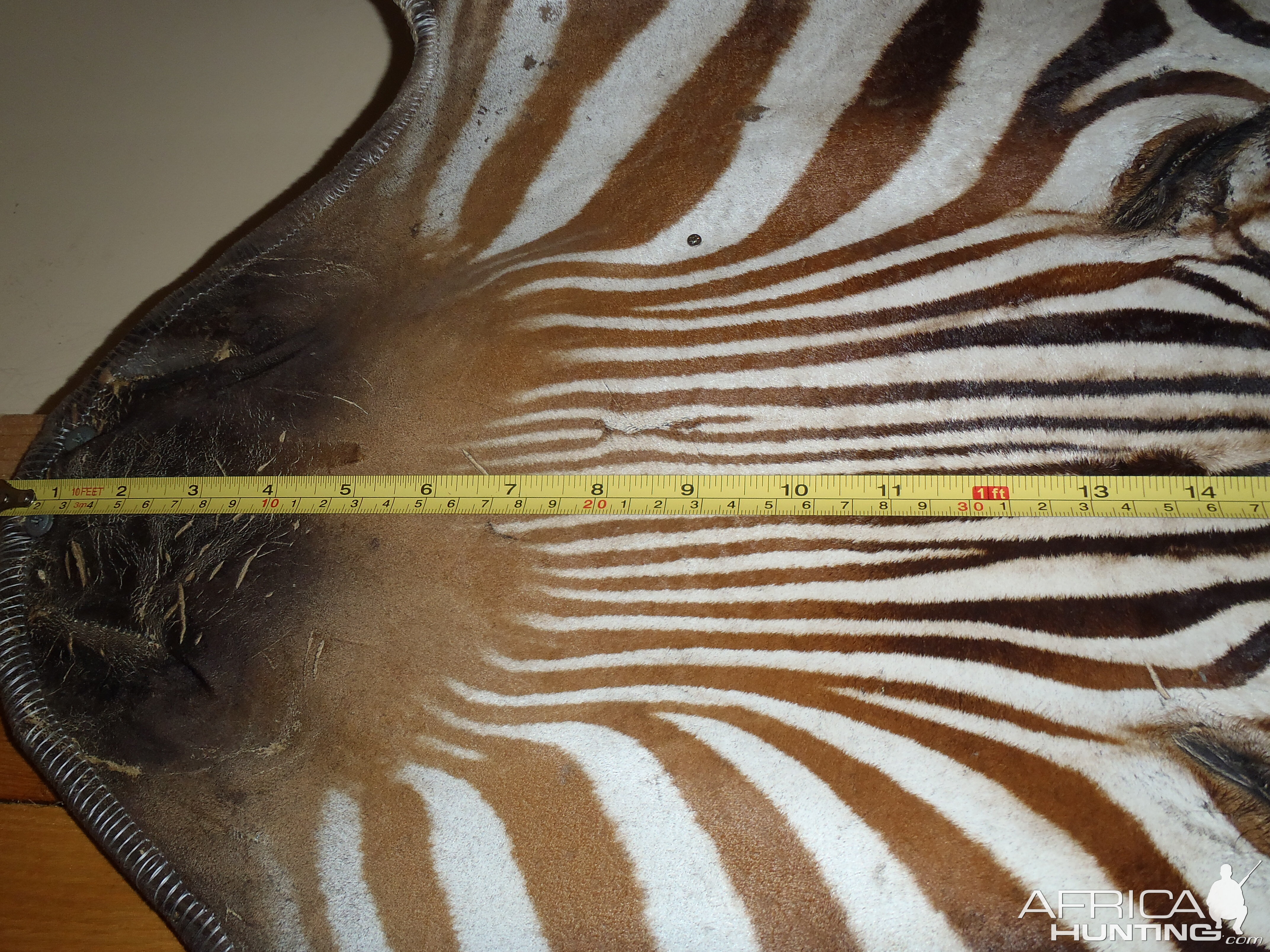 Hartmann's Mountain Zebra Rug Taxidermy