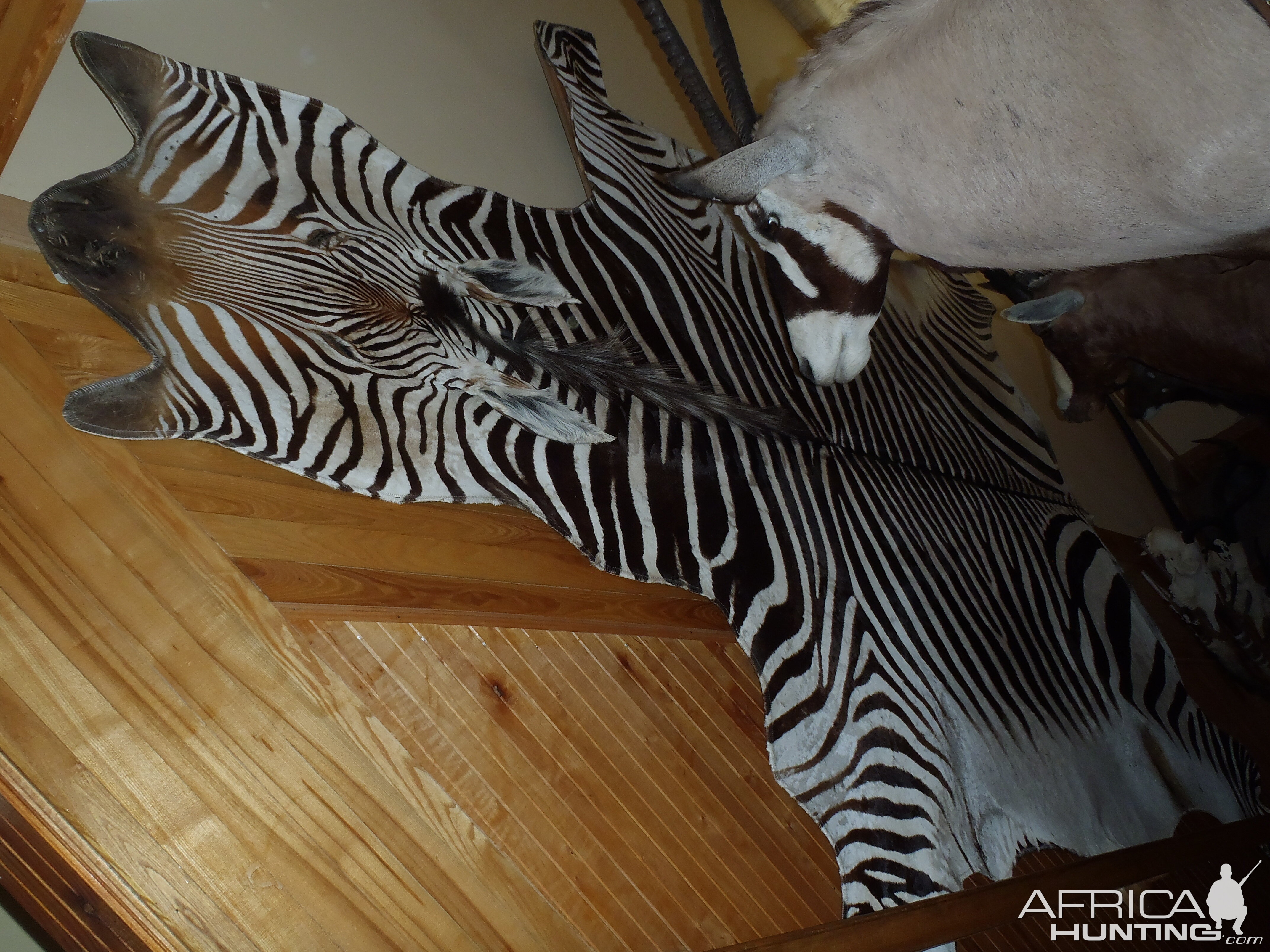 Hartmann's Mountain Zebra Rug Taxidermy