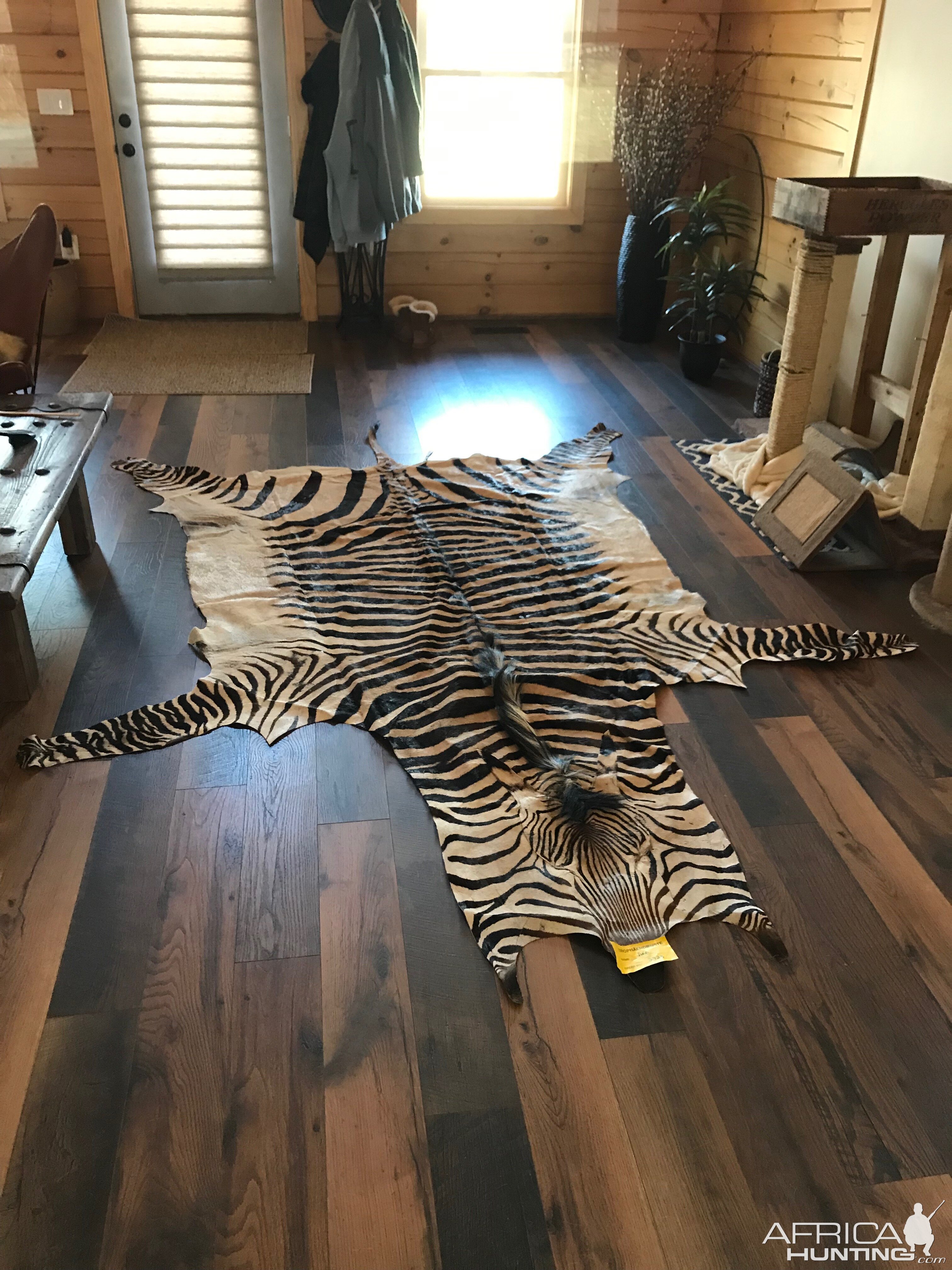 Hartmann's Mountain Zebra Rug Taxidermy