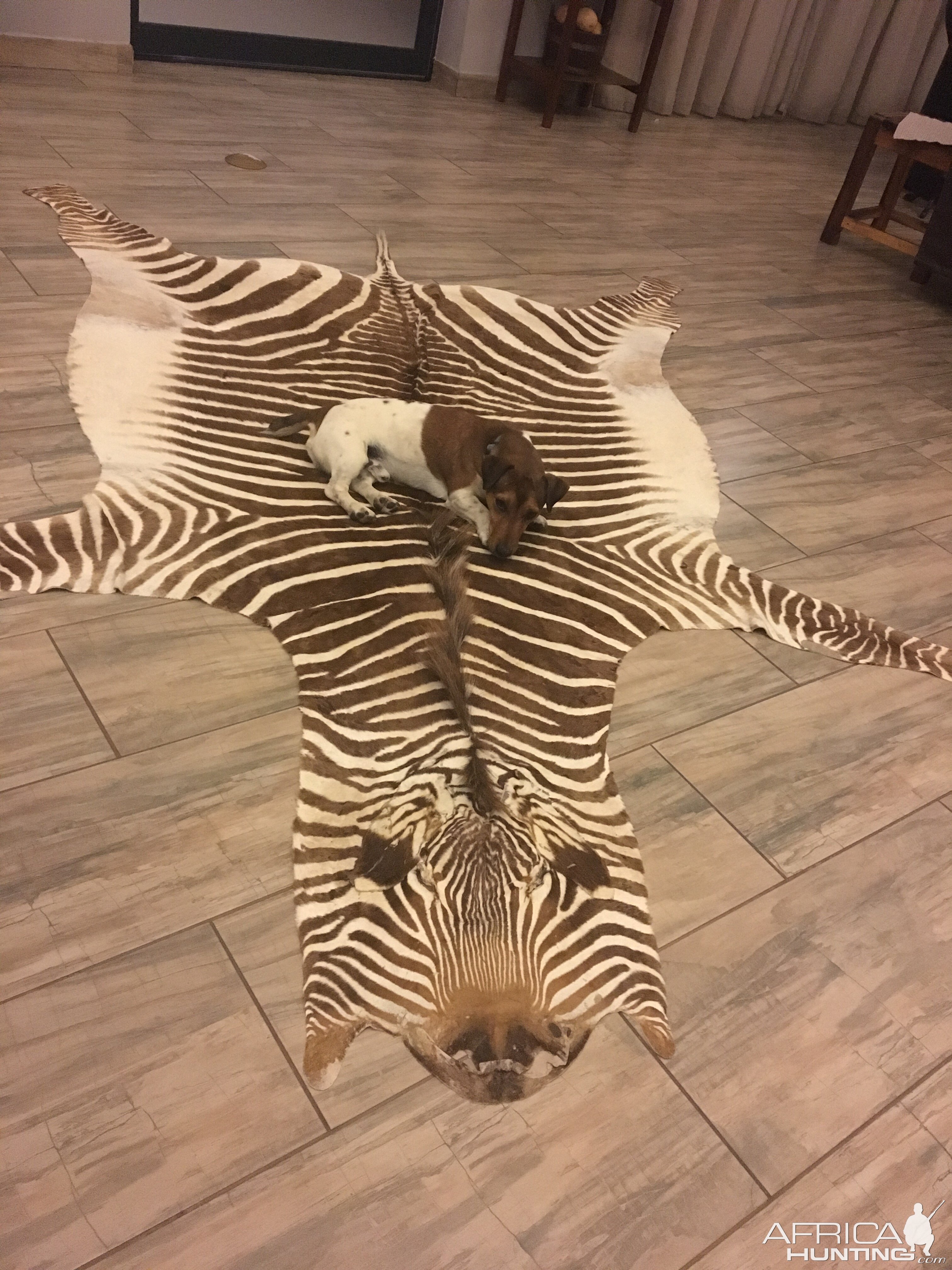 Hartmann's Mountain Zebra Rug