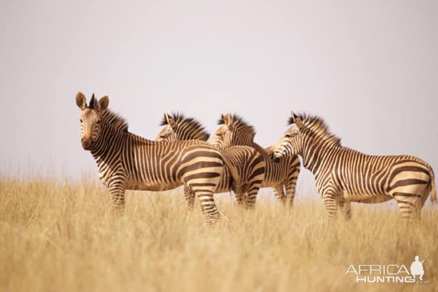 Hartmann's Mountain Zebra South Africa