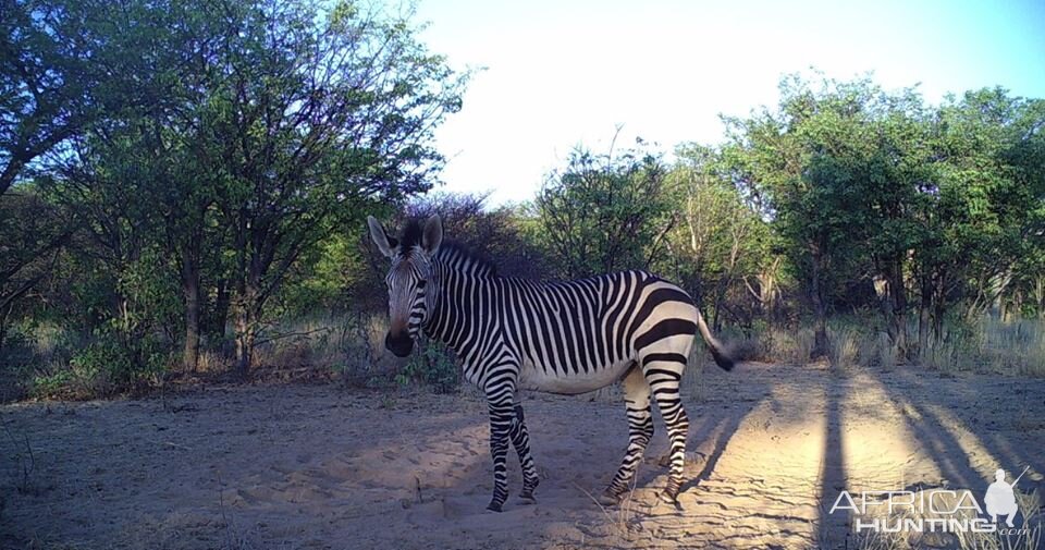 Hartmann's Mountain Zebra Trail Cam Pictures Namibia