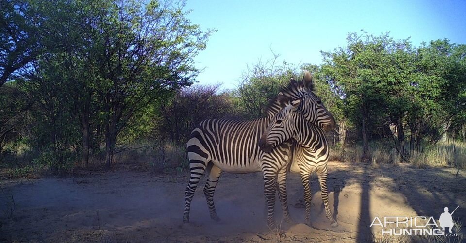 Hartmann's Mountain Zebra Trail Cam Pictures Namibia