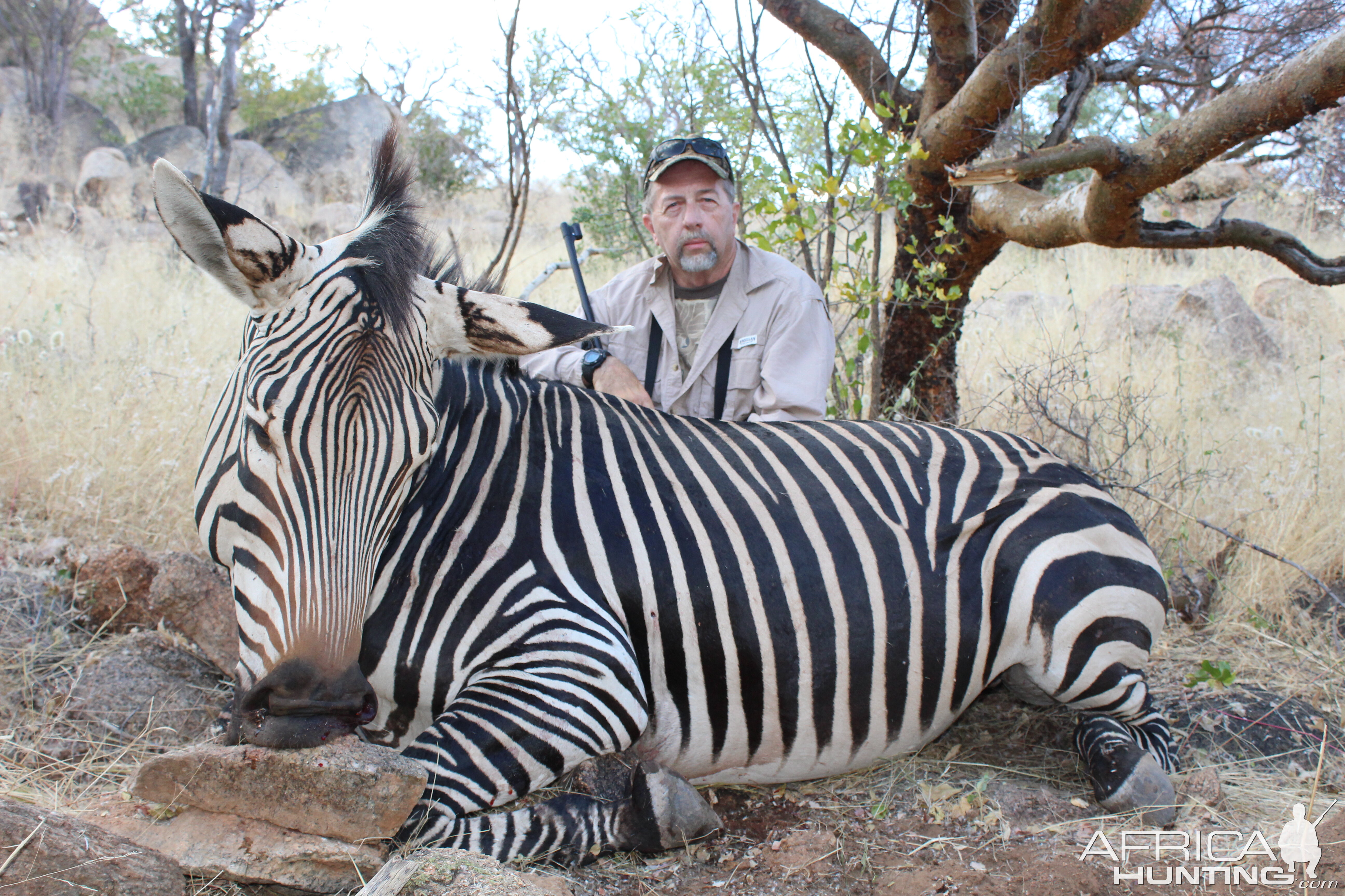 Hartmann's Mountain Zebra