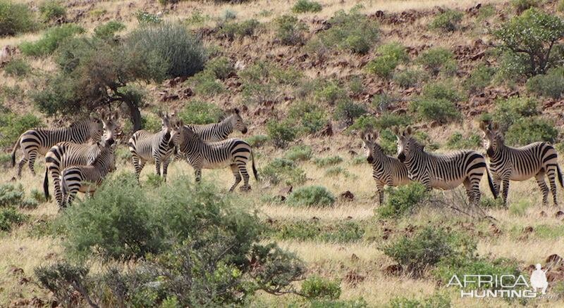 Hartmann's Mountain Zebra