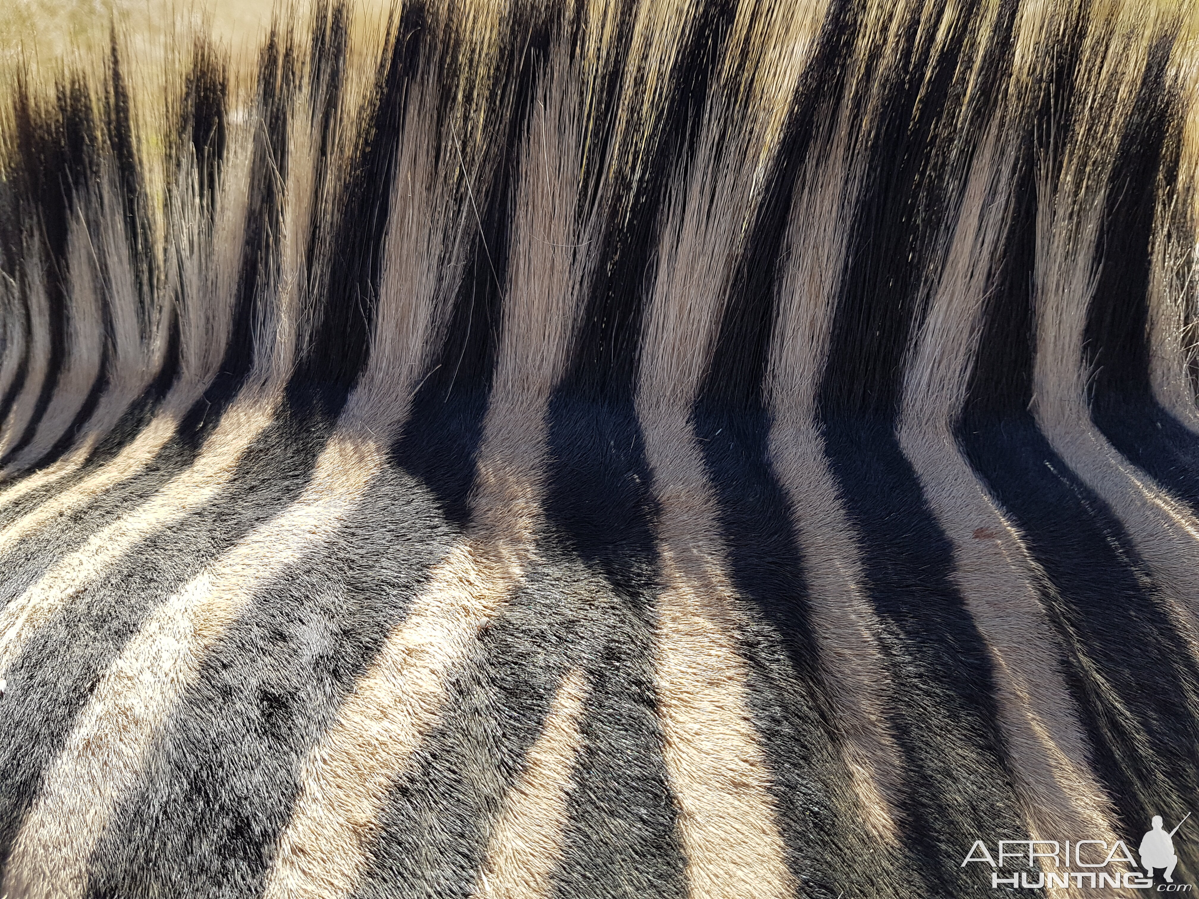 Hartmann's Mountain Zebra