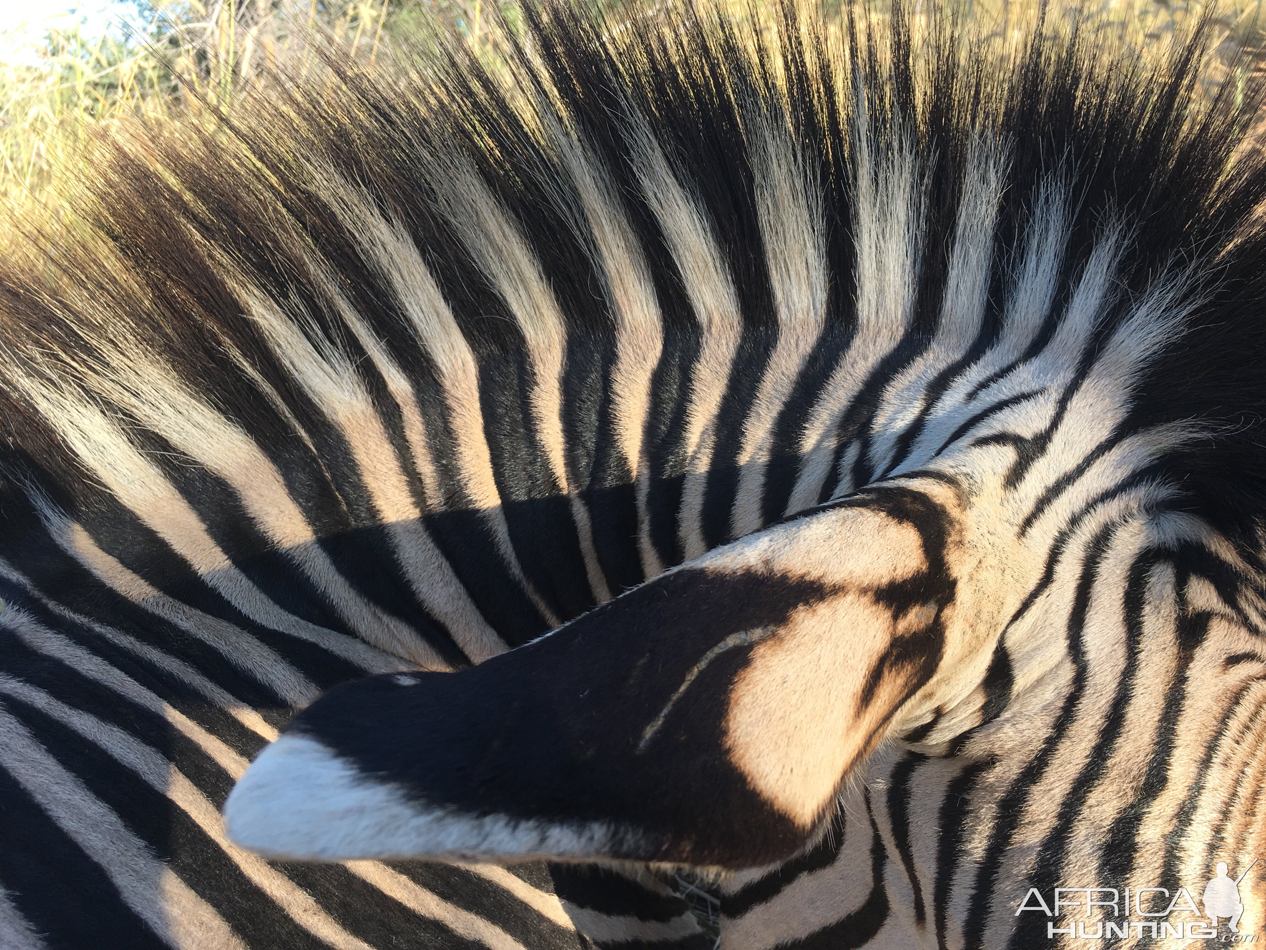 Hartmann's Mountain Zebra