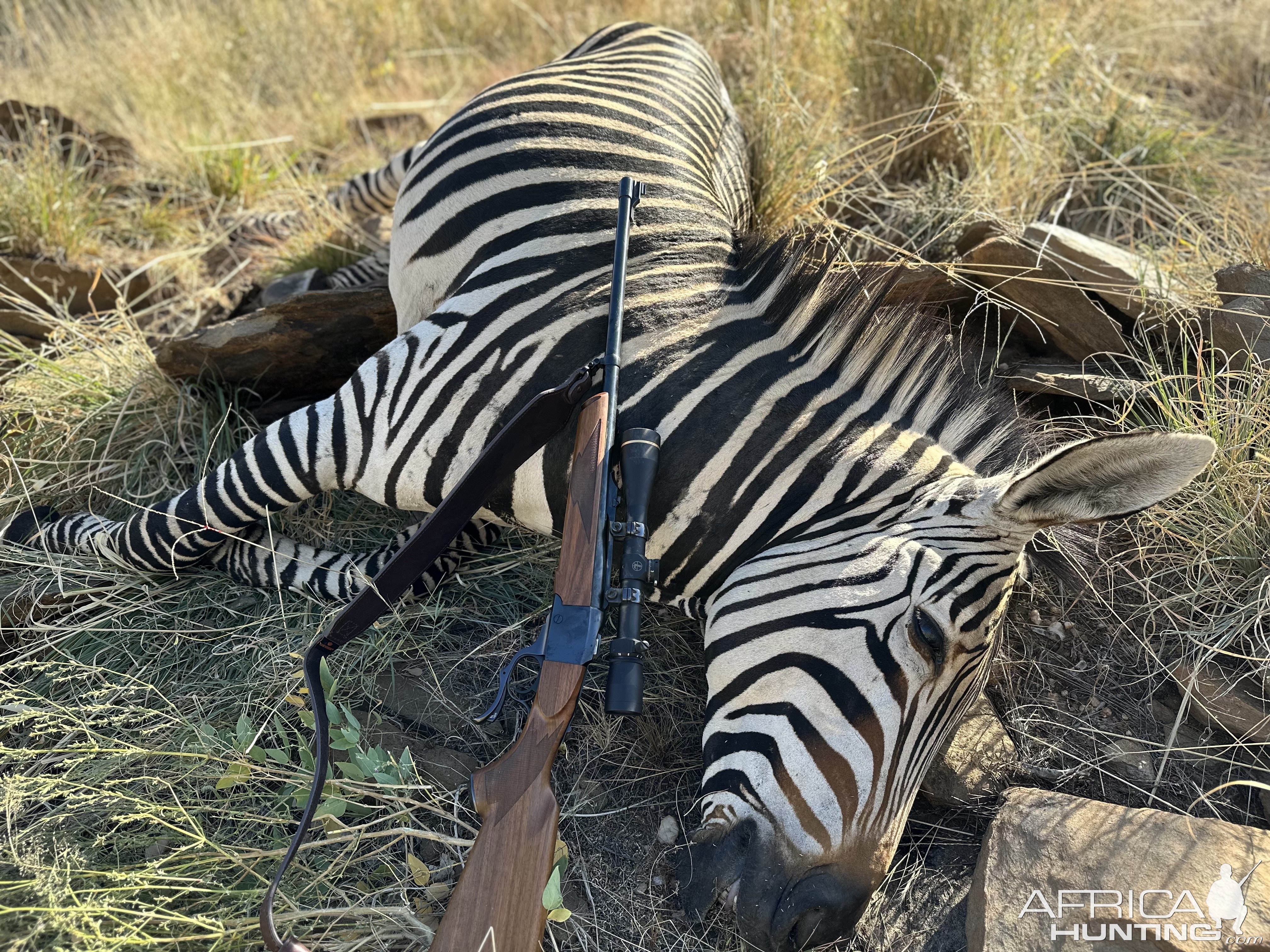 Hartmann's Zebra Hunt Namibia