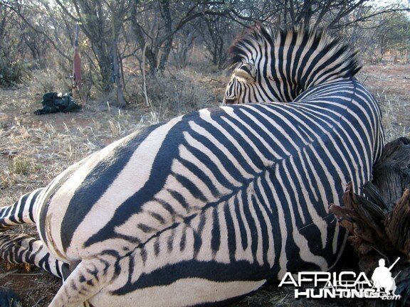 Hartmann's Zebra Hunt Namibia