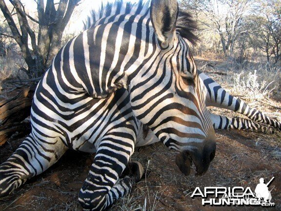 Hartmann's Zebra Hunt Namibia