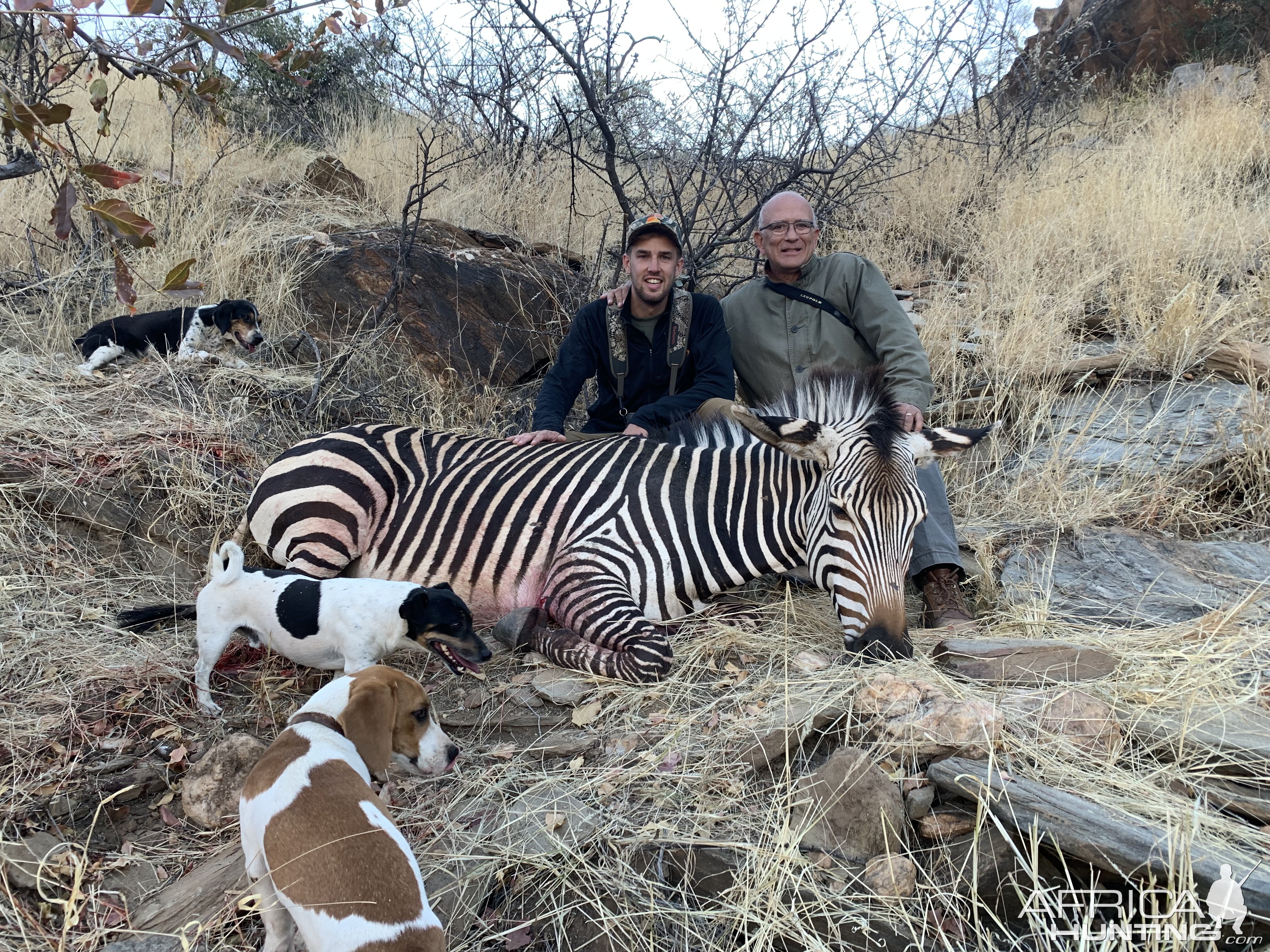 Hartmann's Zebra Hunting Namibia