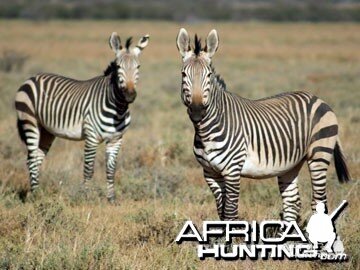 Hartmann's Zebra (Mountain Zebra)